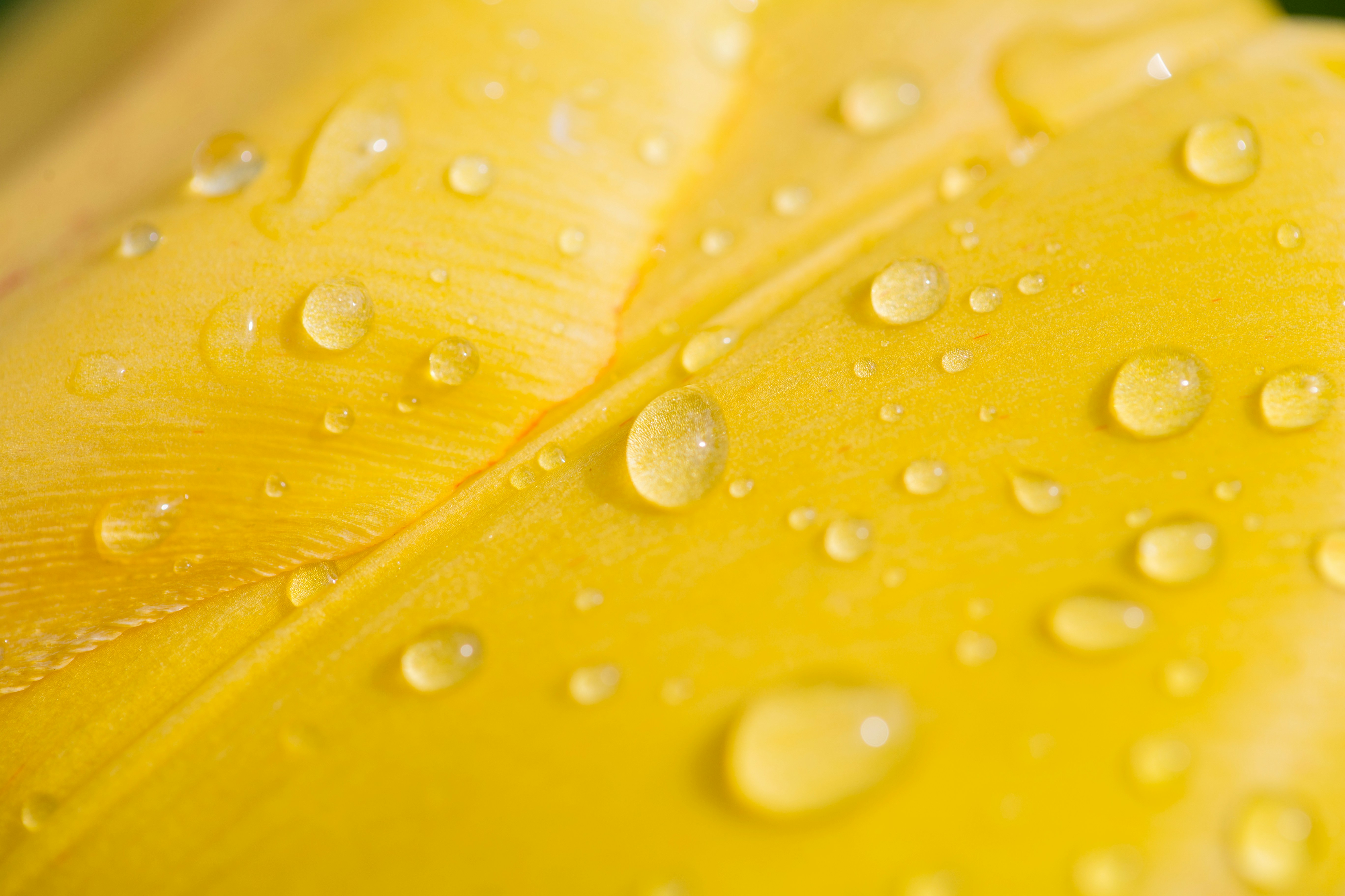 A yellow flower with water droplets on it