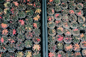 A couple of plants that are in some pots