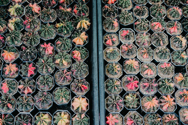 A couple of plants that are in some pots