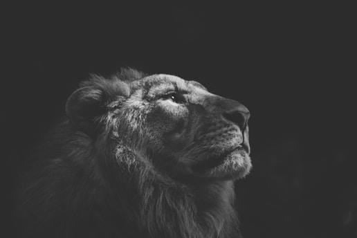 A black and white photo of a lion