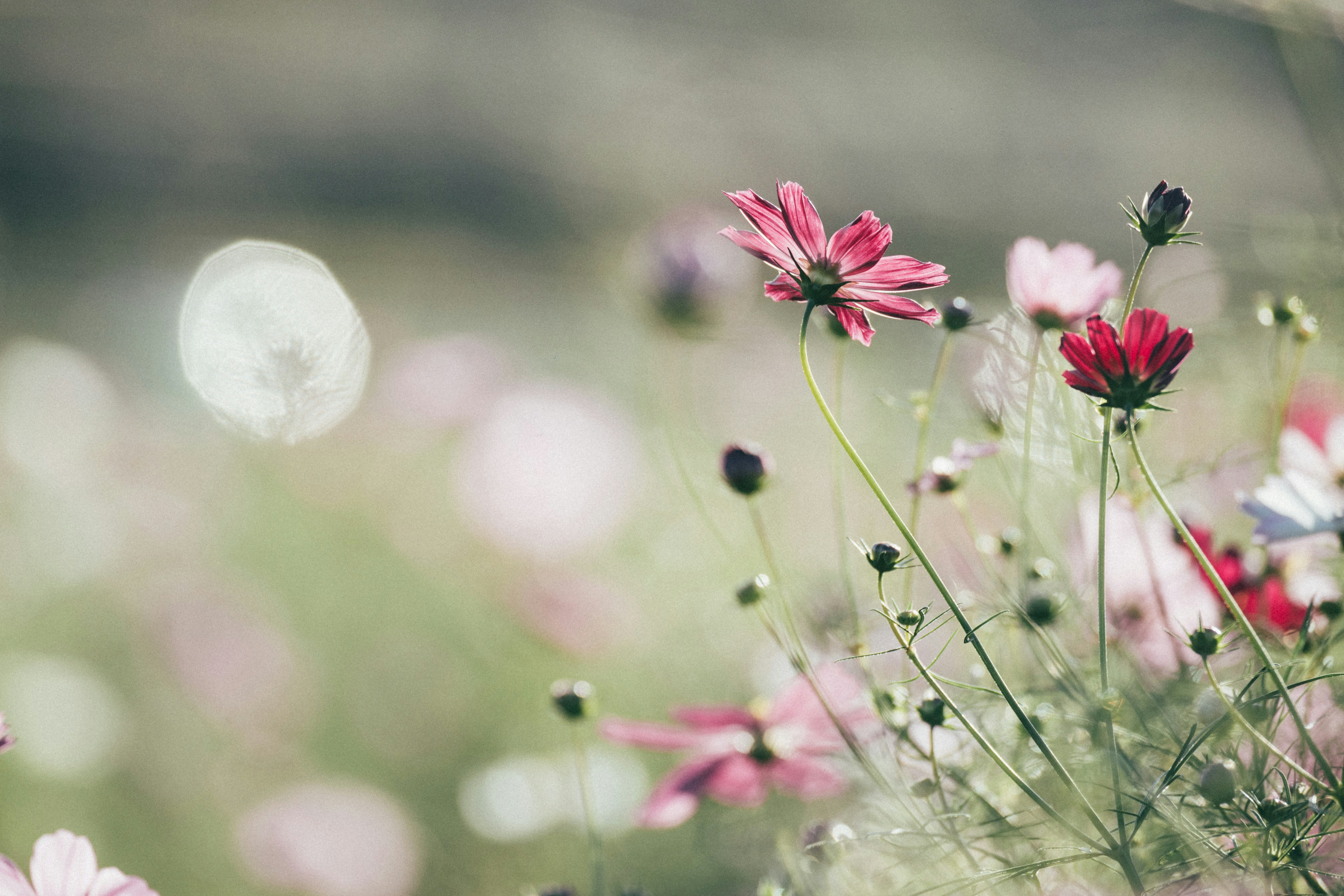 Photo by tsuyoshikozu