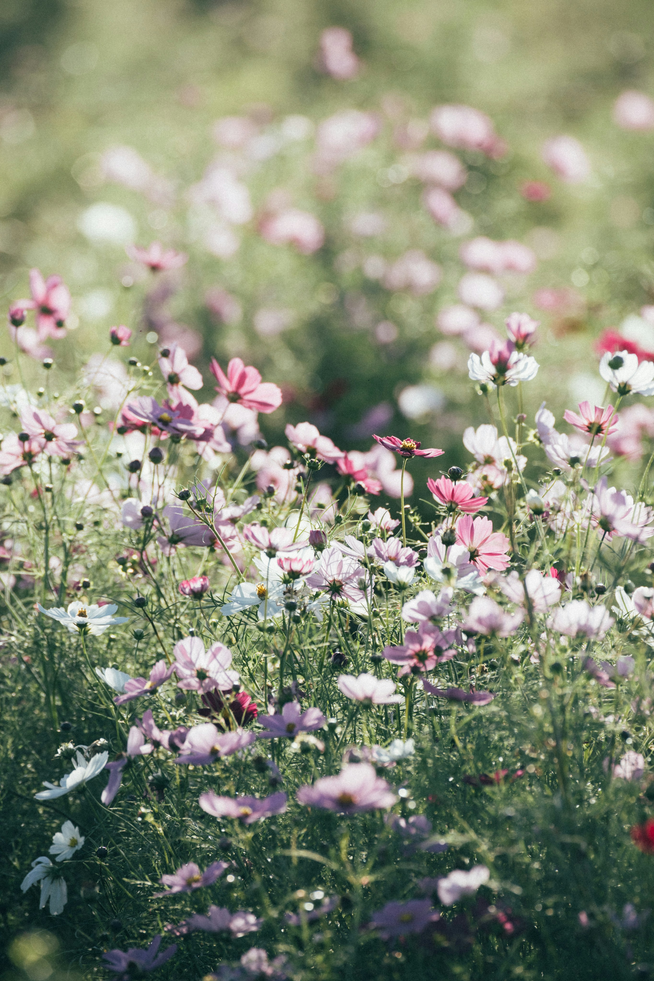 Photo by tsuyoshikozu