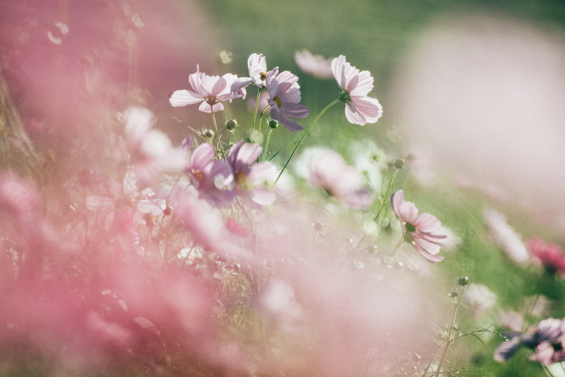 A bunch of flowers that are in the grass