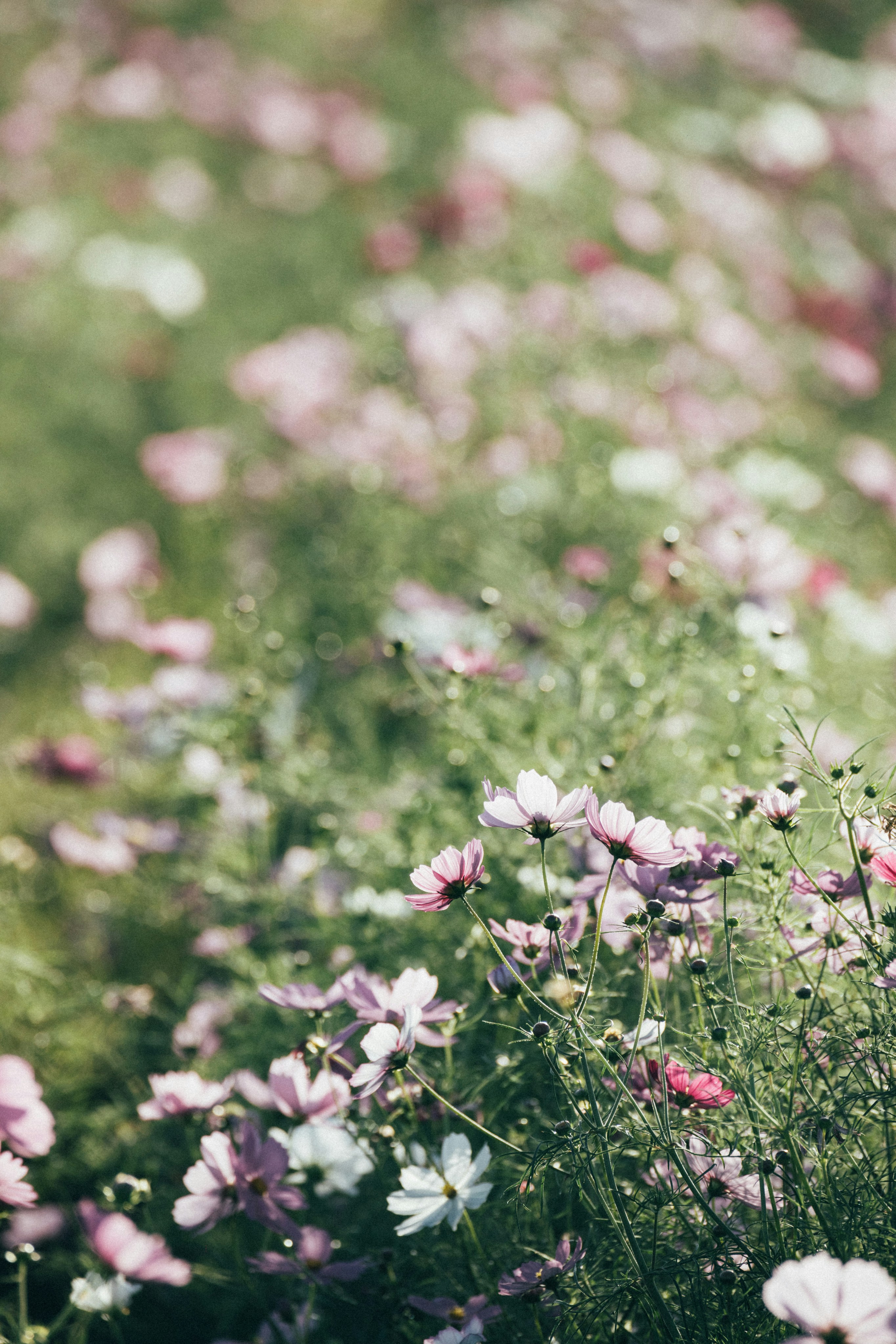 Photo by tsuyoshikozu