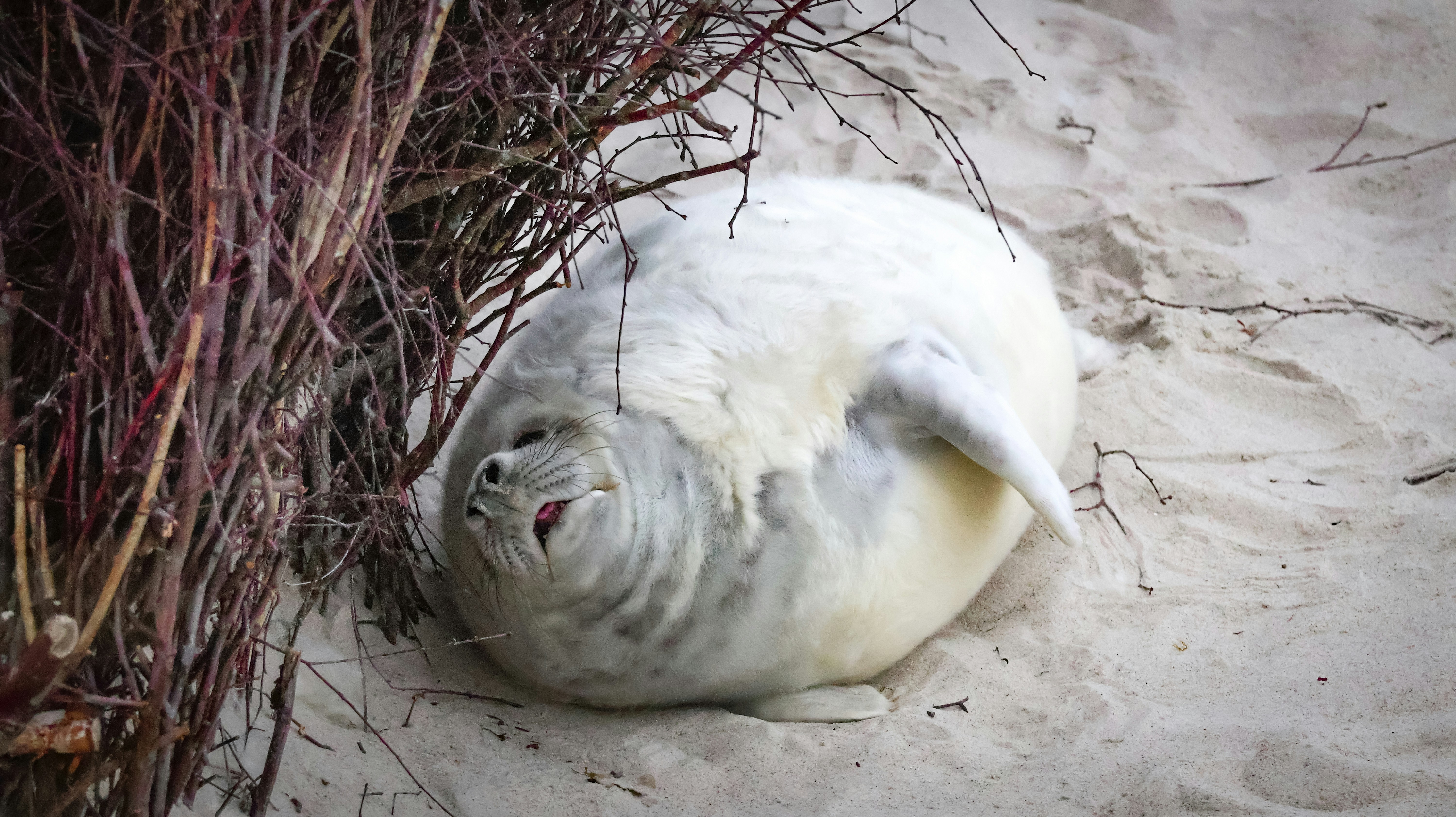 Optimizing Laravel Queries: Eager Loading vs Lazy Loading