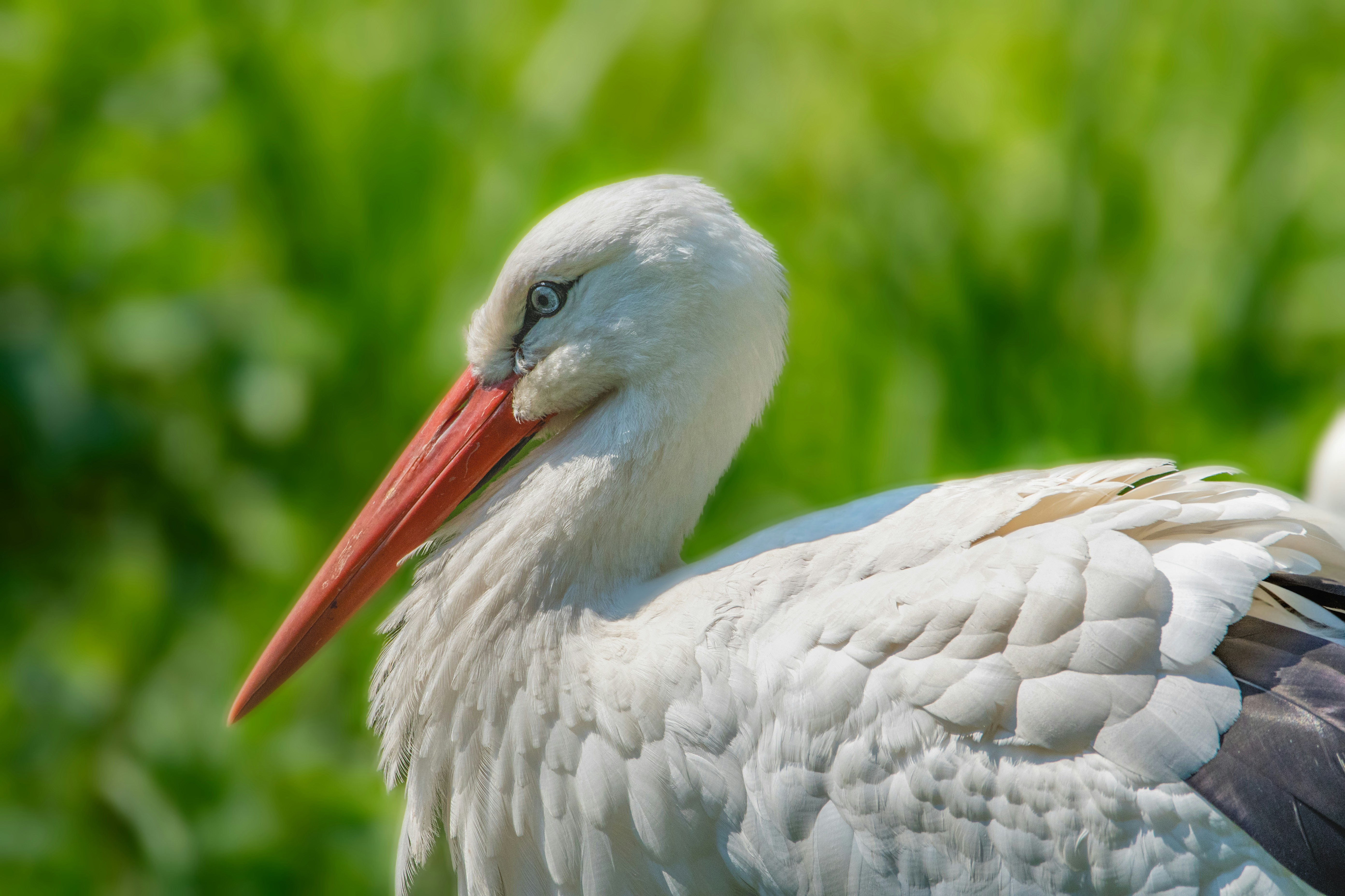 Photo by siegfriedpoepperl