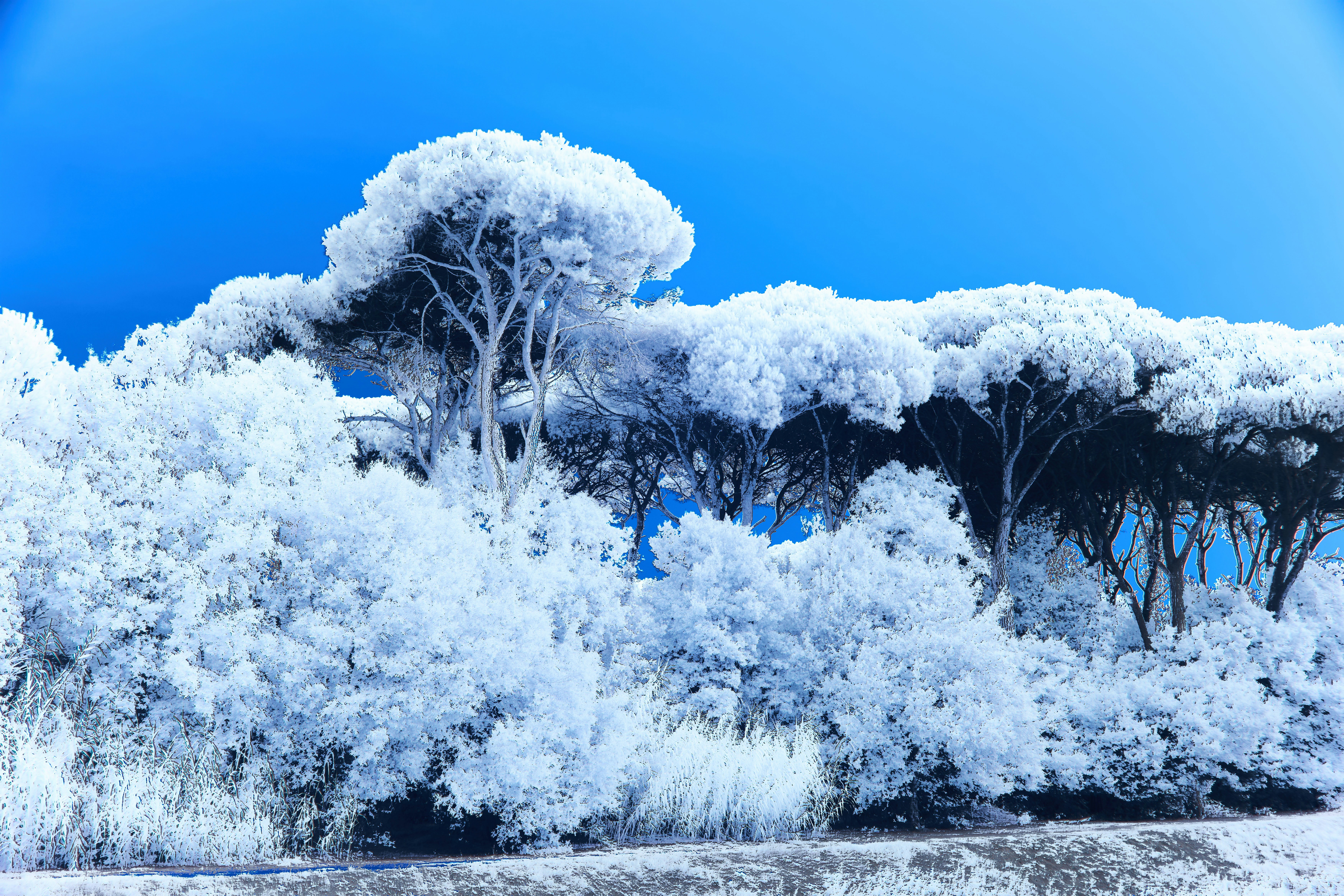 Photo by wolfgang_hasselmann