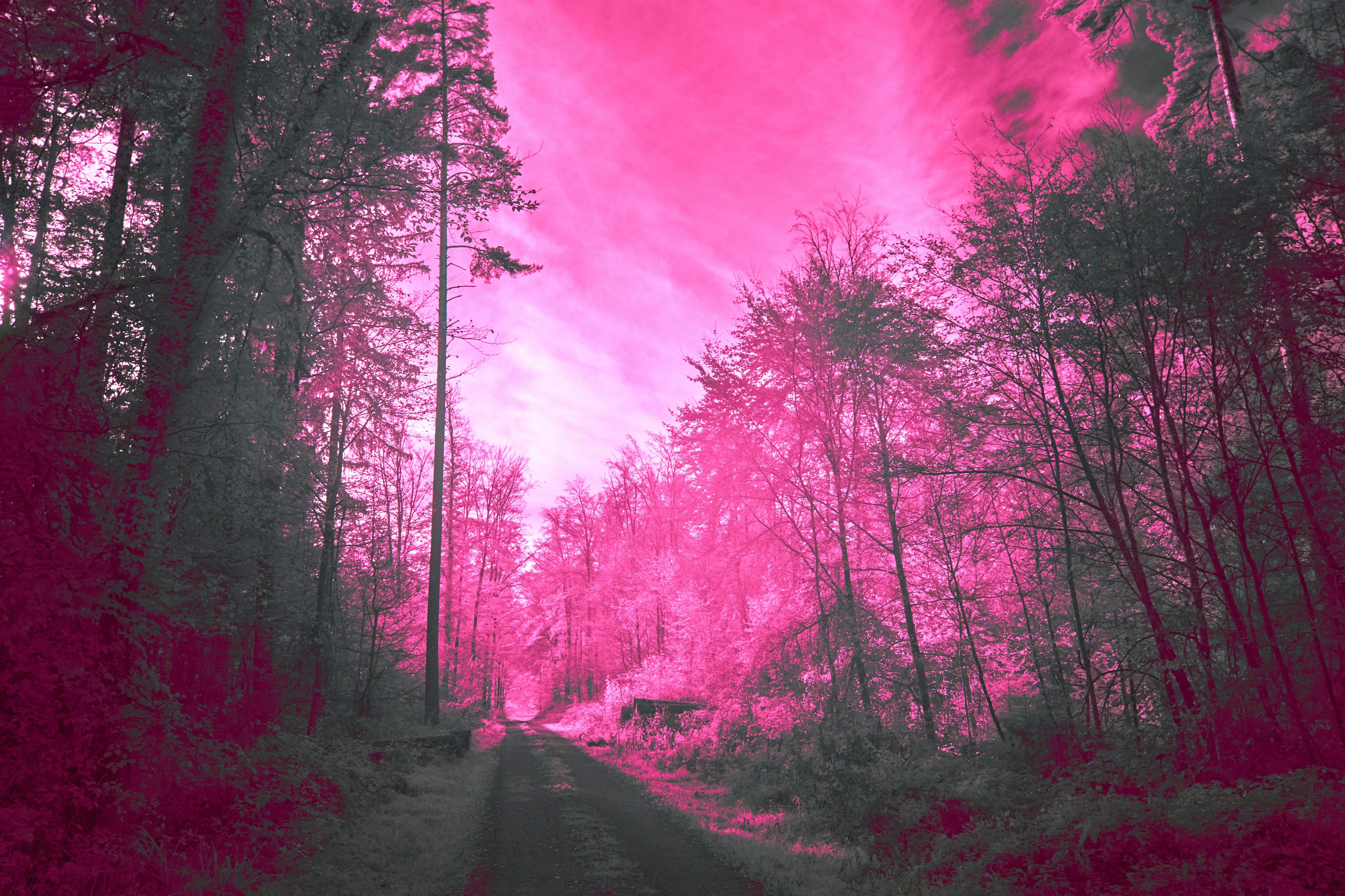 Photo by wolfgang_hasselmann