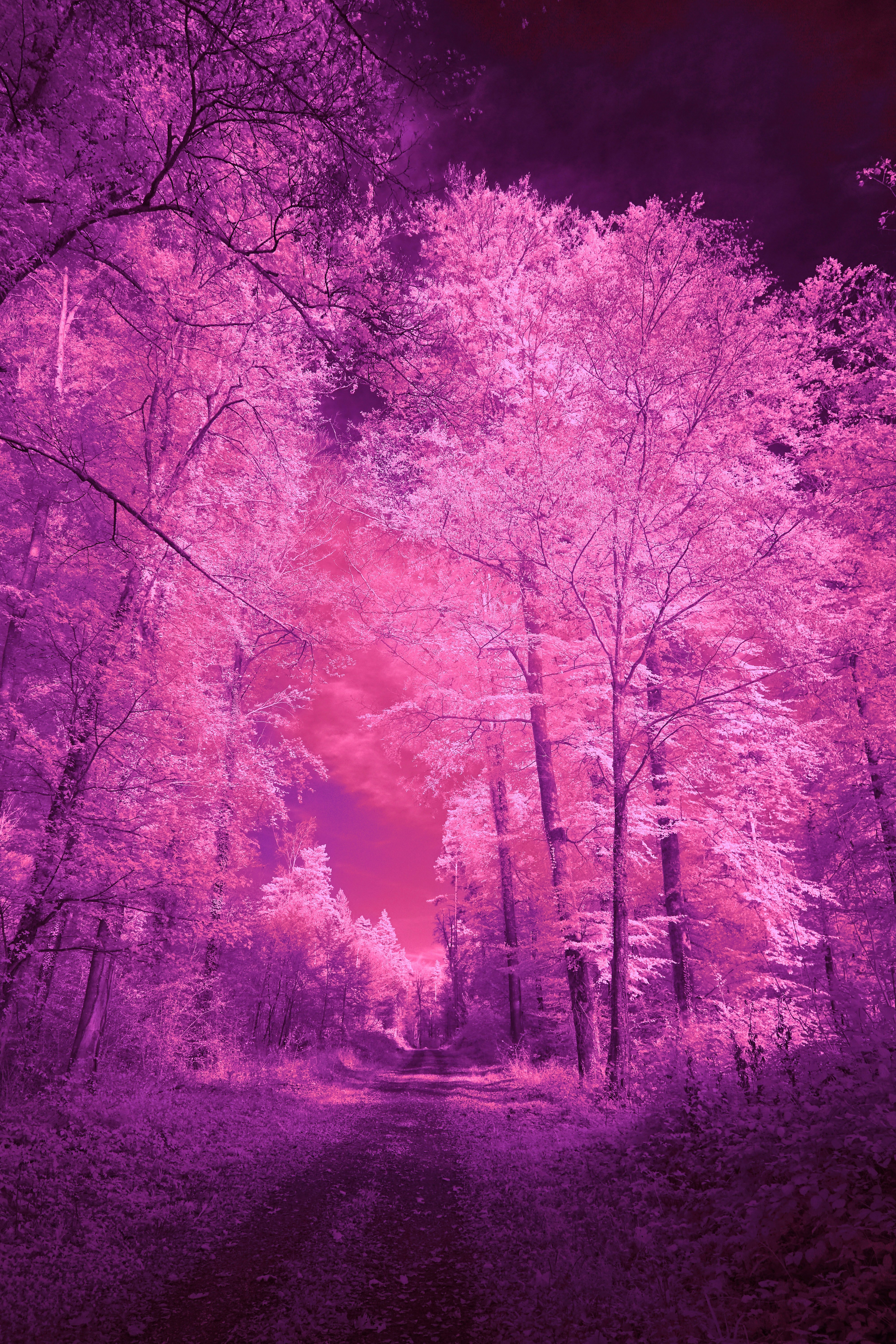 Photo by wolfgang_hasselmann