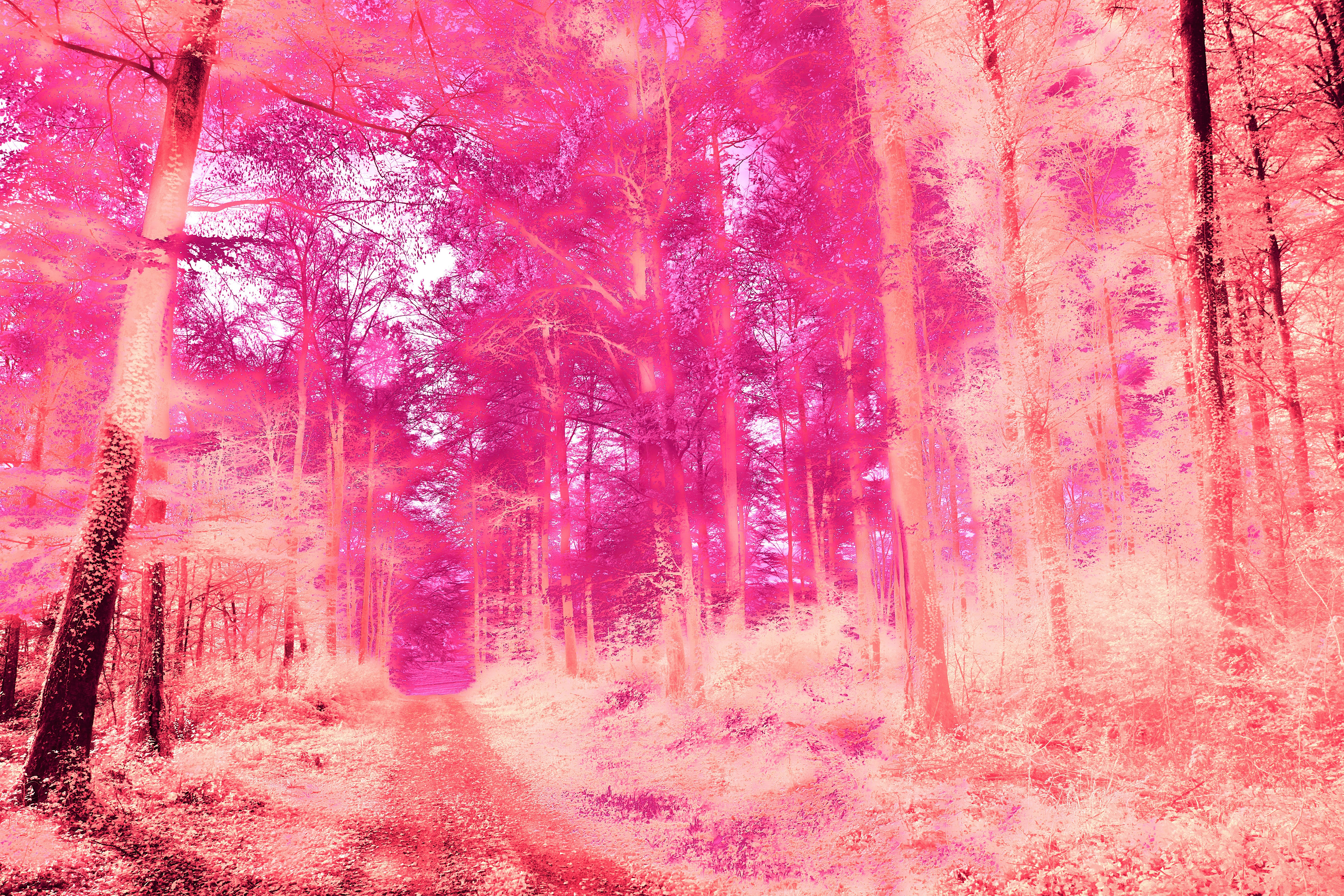 Photo by wolfgang_hasselmann