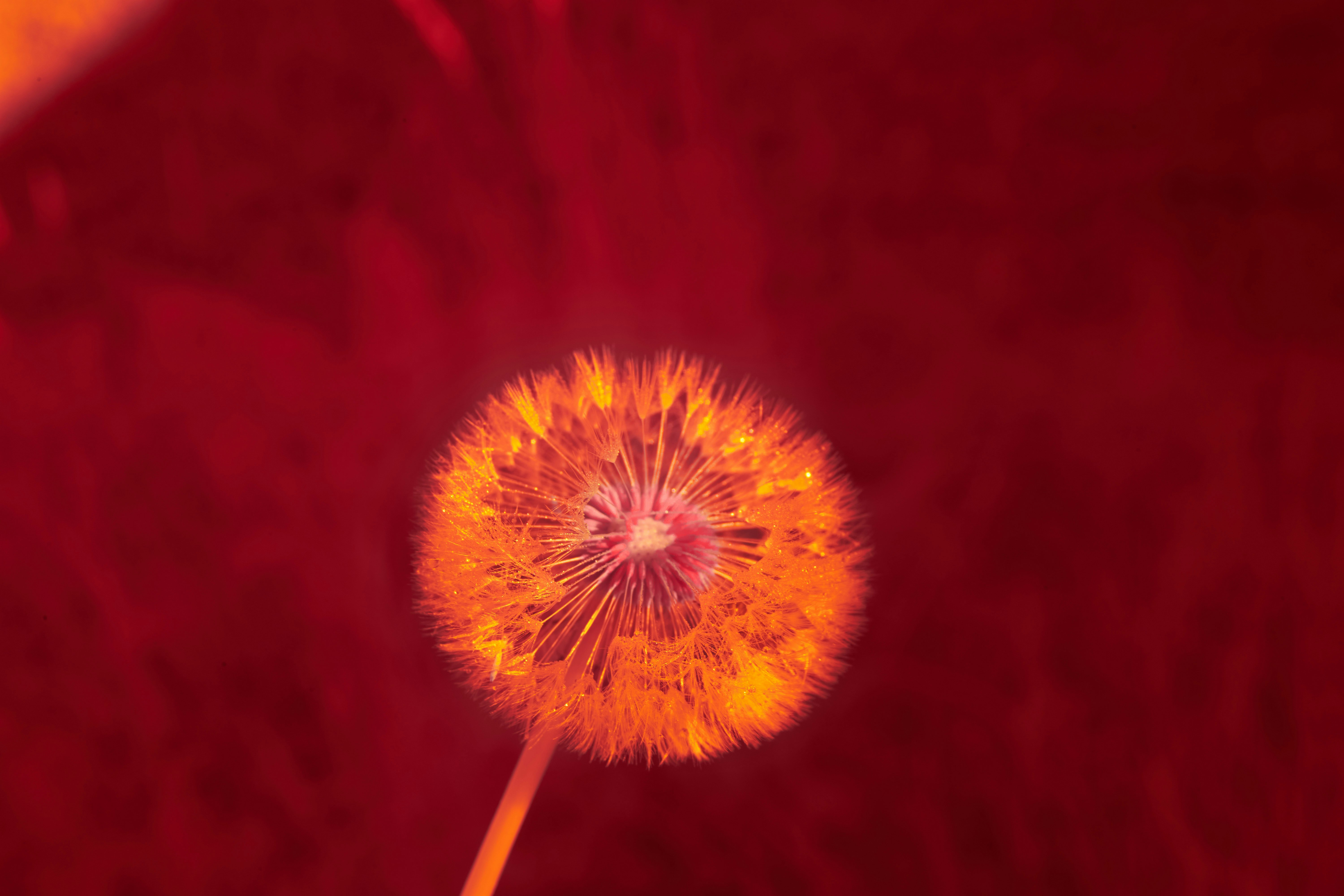 Photo by wolfgang_hasselmann