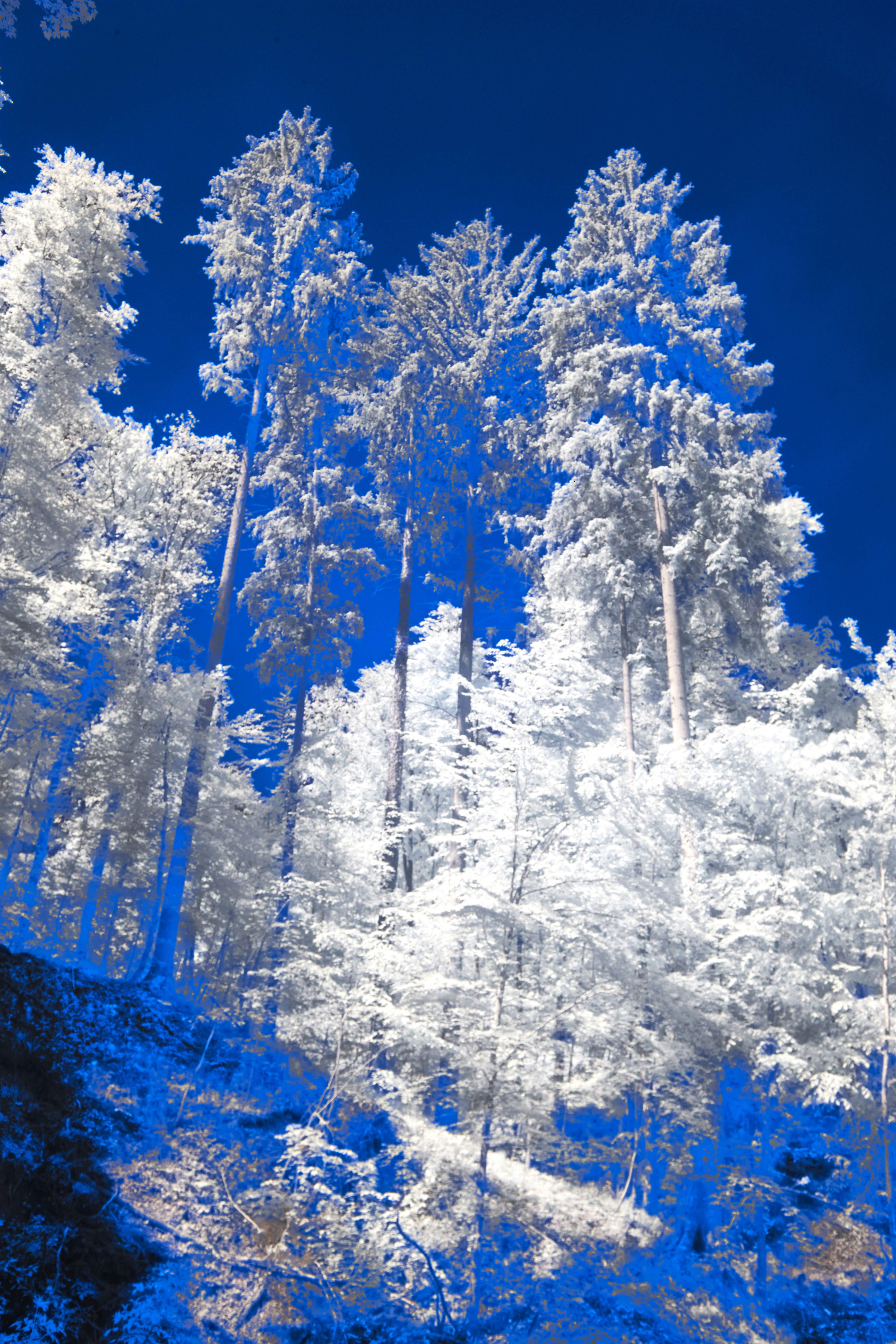 Photo by wolfgang_hasselmann