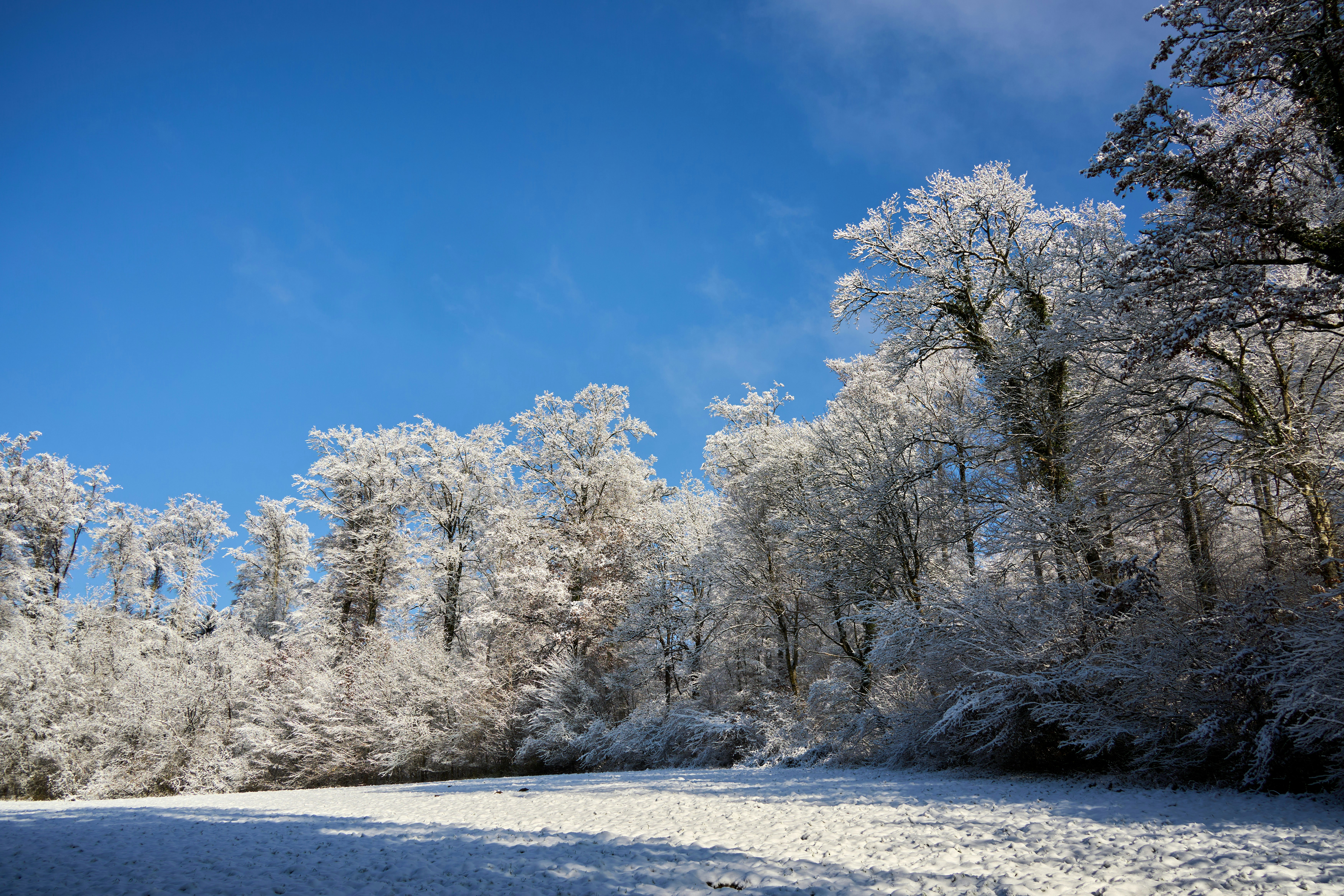 Photo by wolfgang_hasselmann