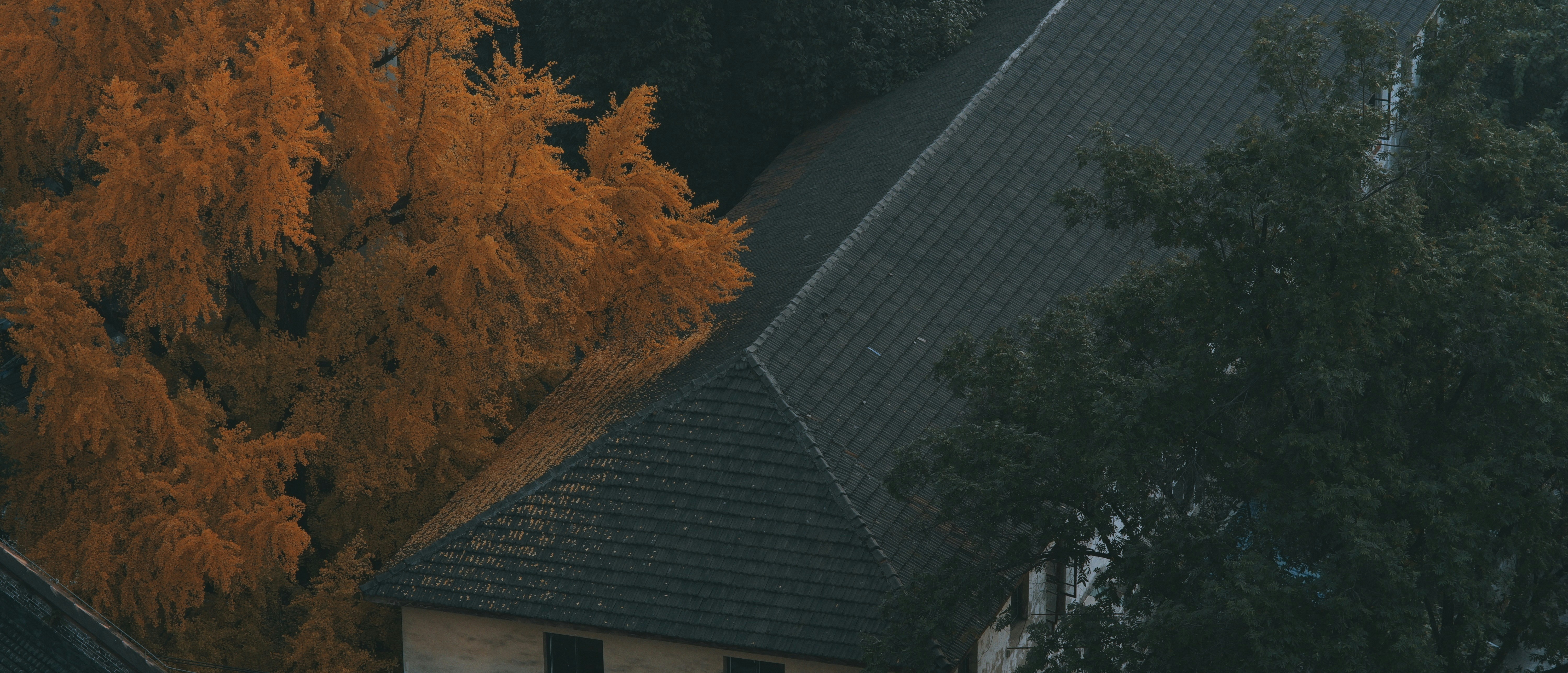 A tree with orange leaves in front of a house