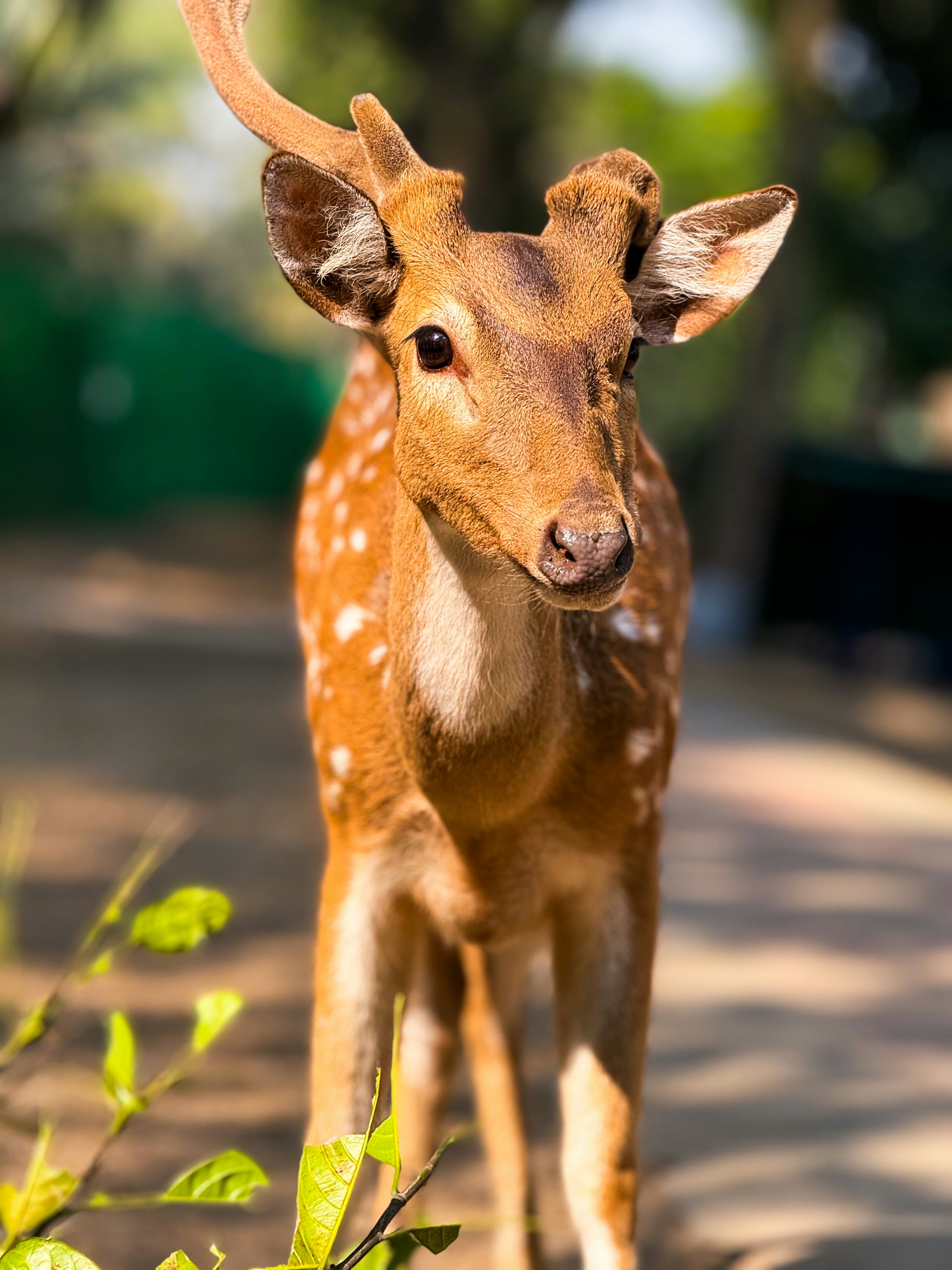 Un pequeño ciervo parado en la cima de un camino de tierra