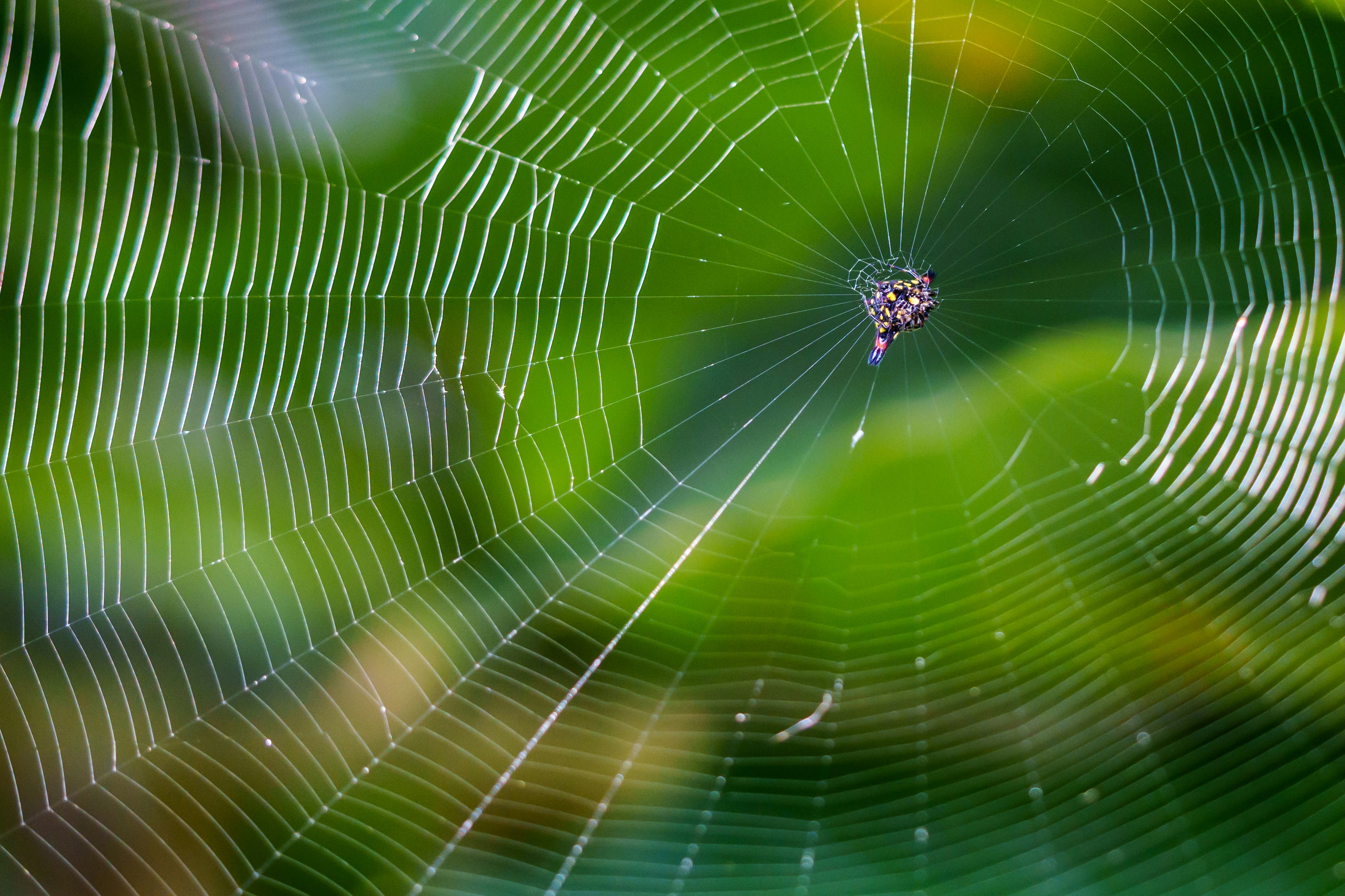 Photo by shibinjoseph