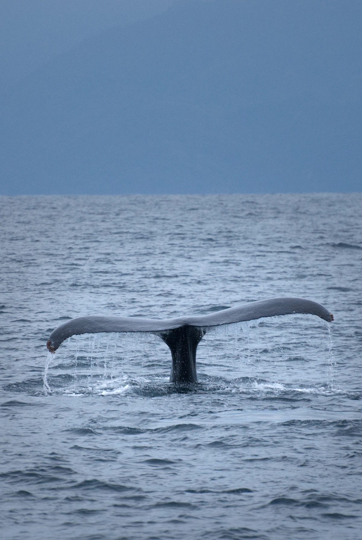 A whale's tail is sticking out of the water