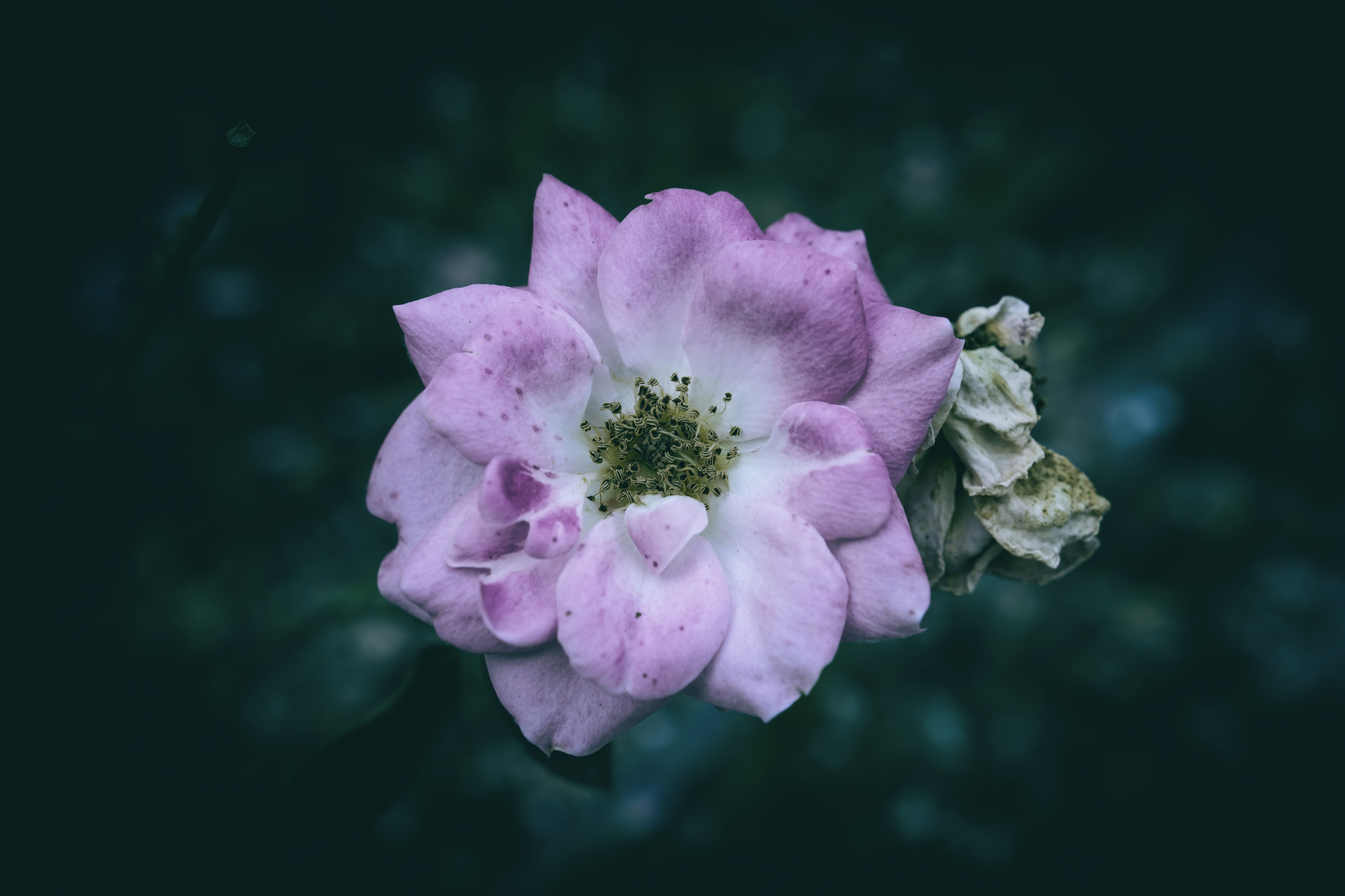 Photo by wyxina