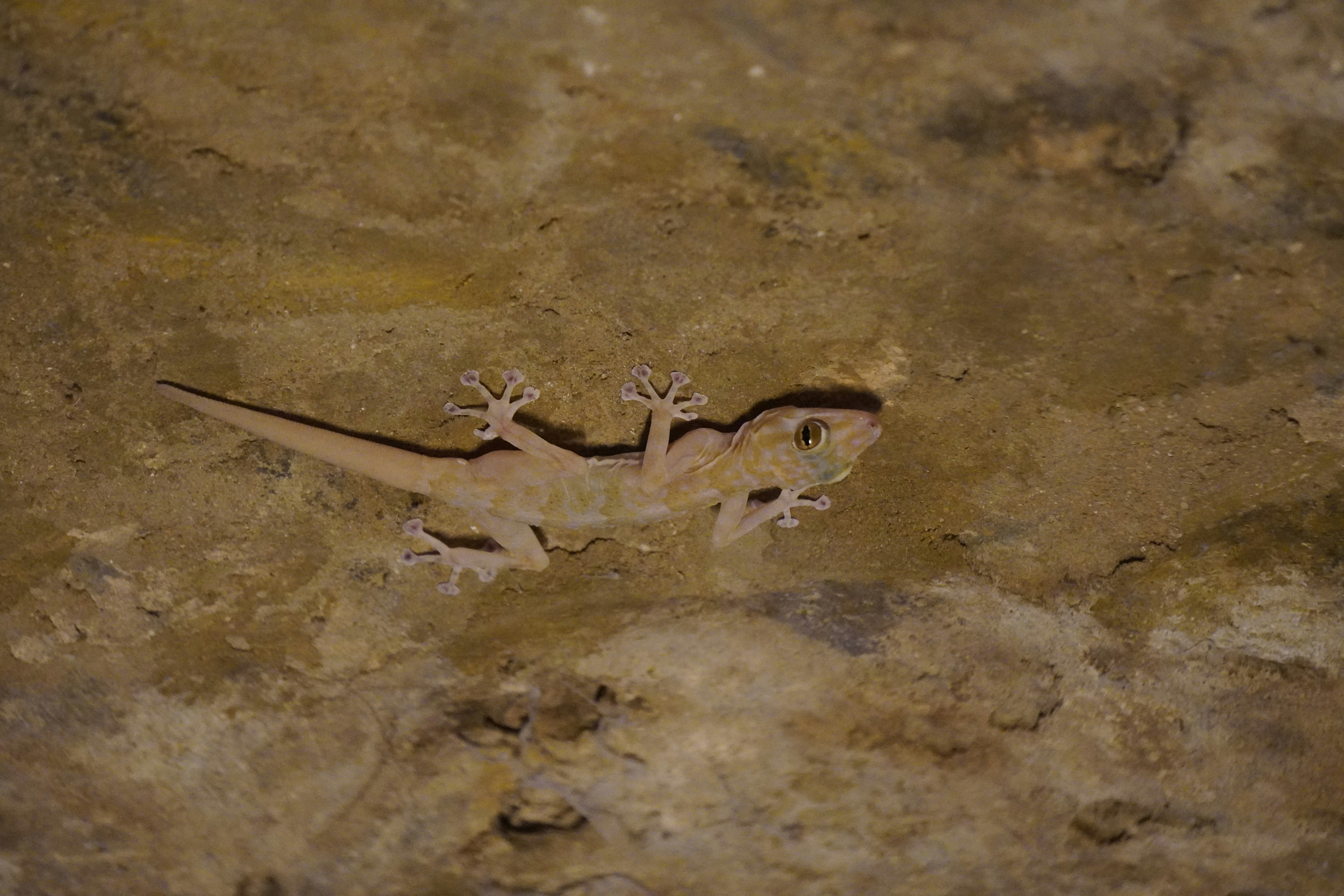 A gecko is standing on a rock