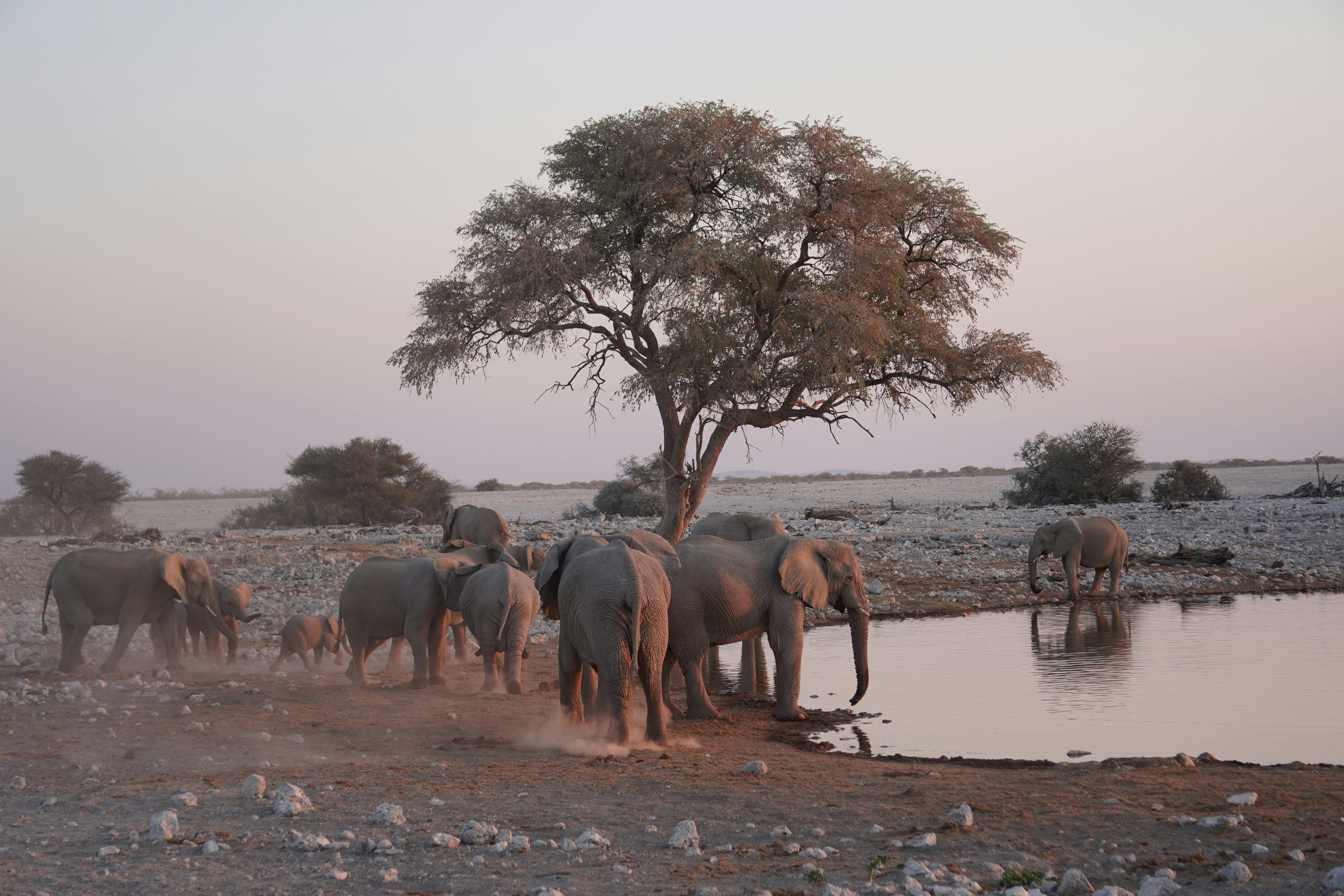 : Portraits d’éléphants, paysages avec baobabs, instant "golden hour" à ne pas rater.