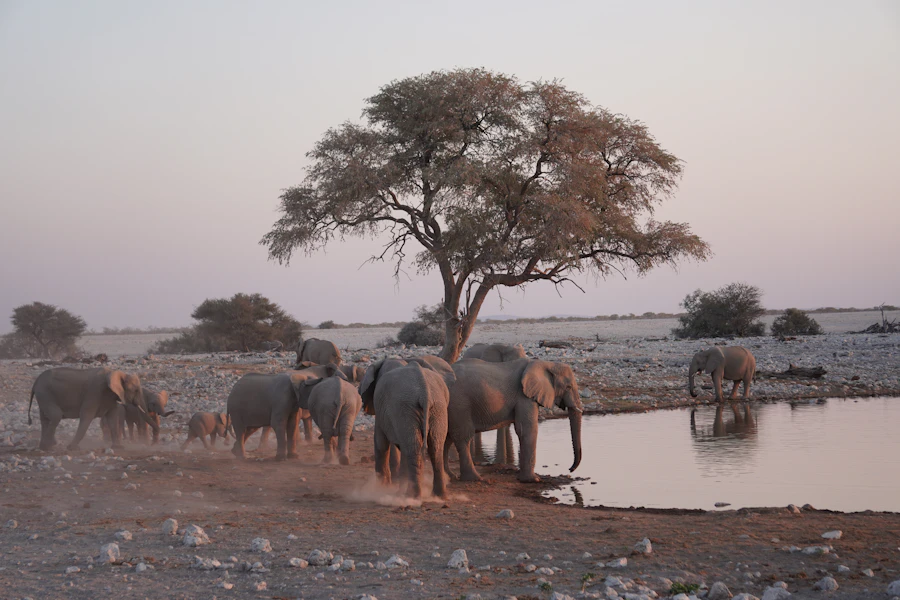 A herd of elephants at a waterhole at dusk