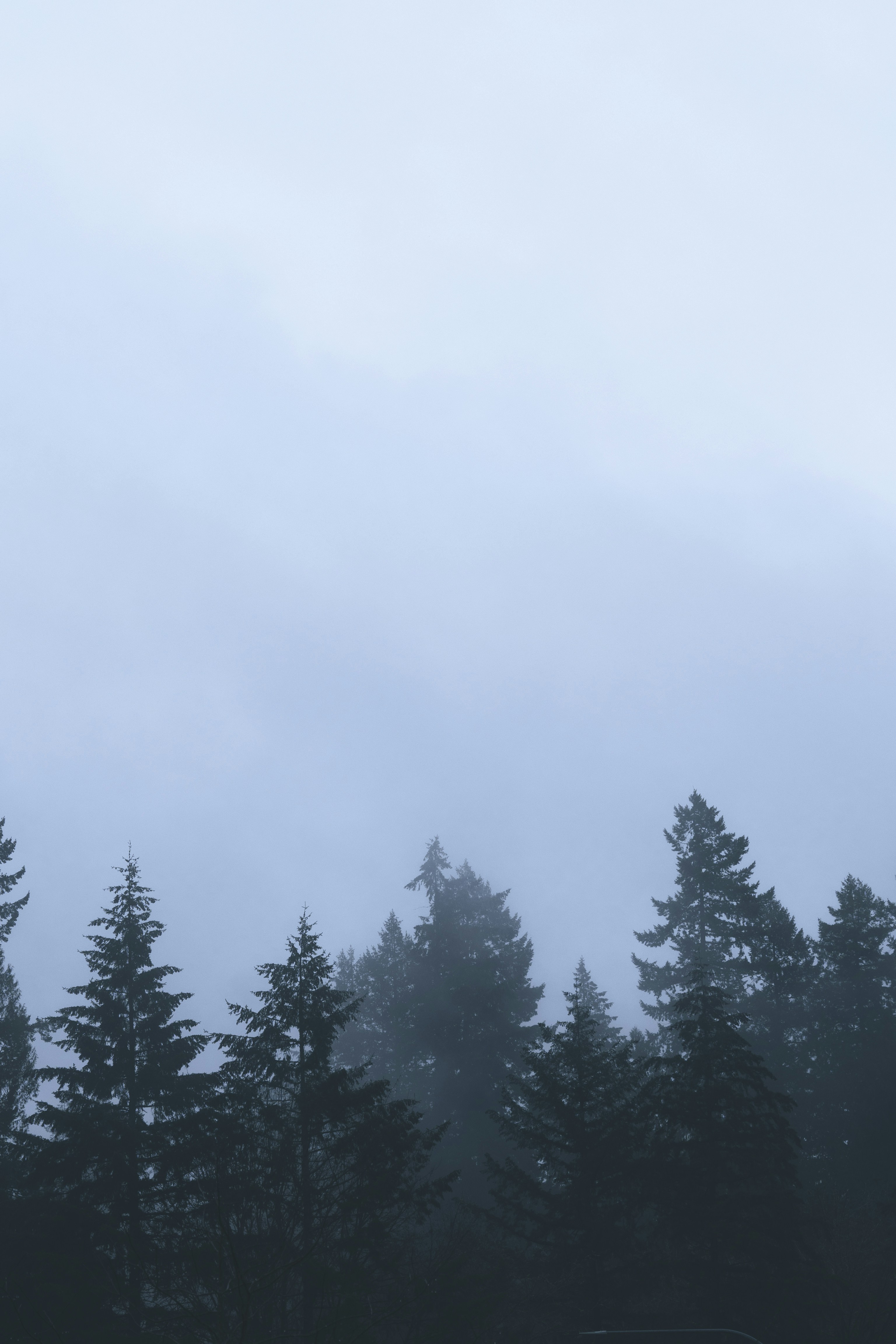 A plane flying over a forest of trees on a foggy day