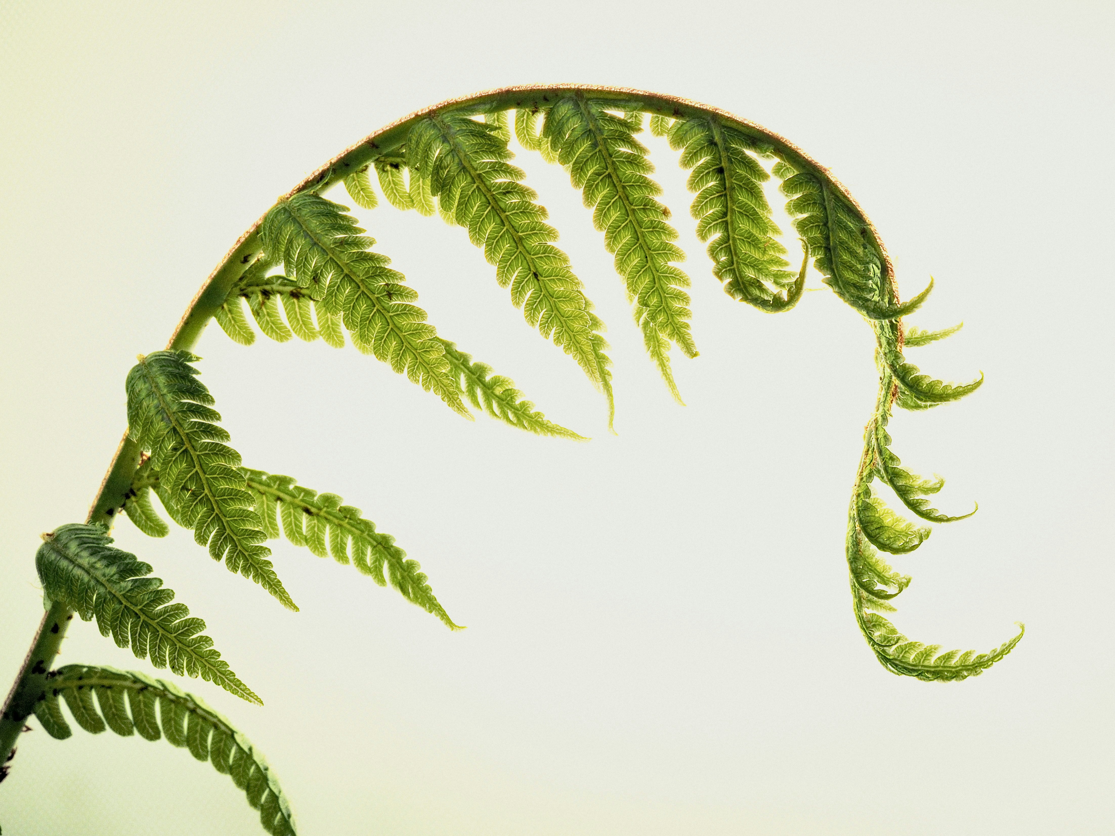 A green plant with long leaves blowing in the wind