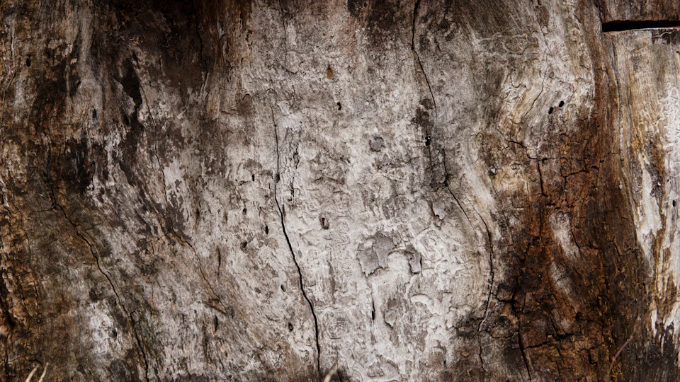 Close-up view of an old, weathered tree trunk with rough texture and peeling bark
