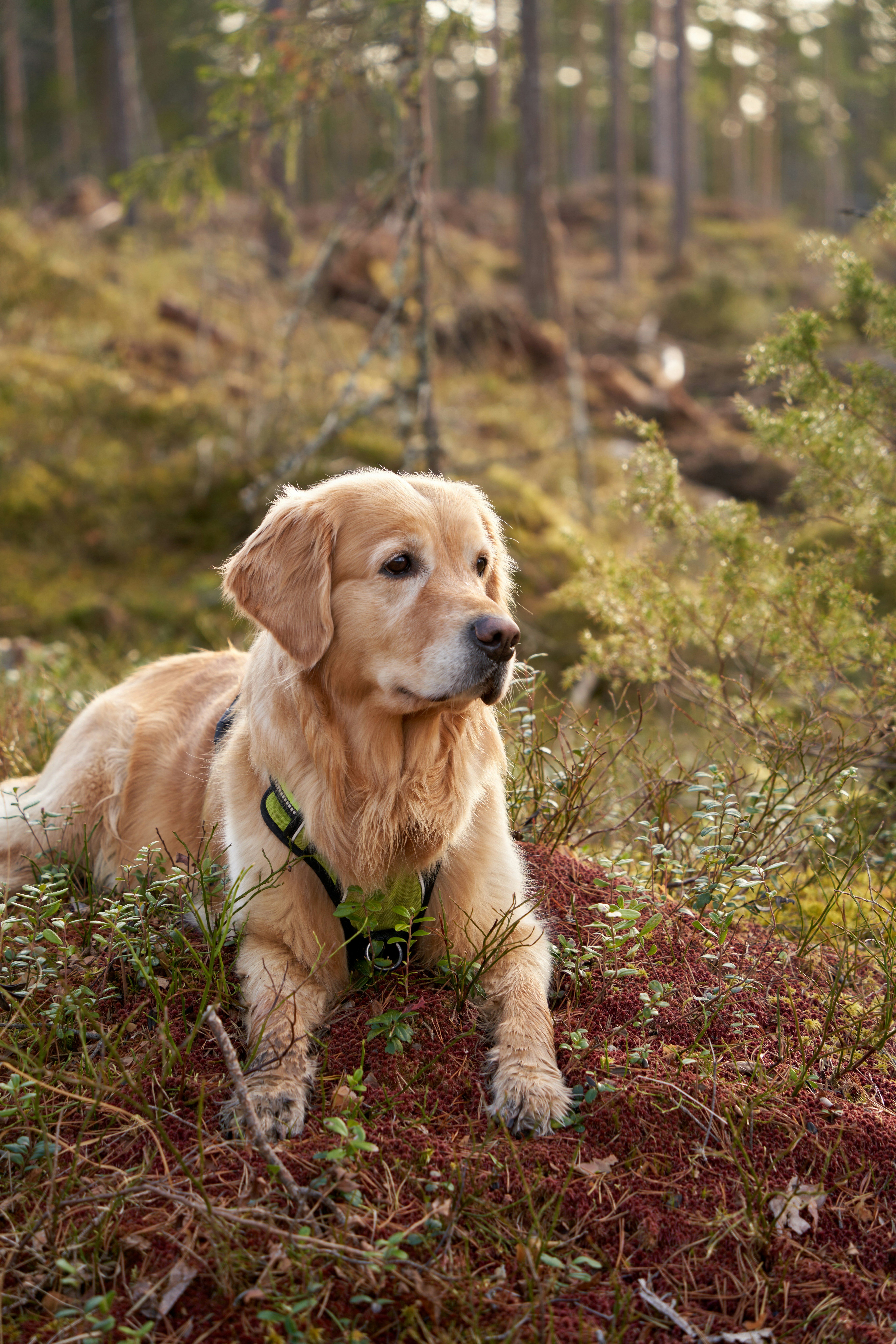 Photo by davotibarna