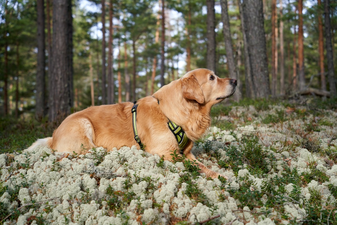 A dog sitting in the middle of a forest, Charming female golden retriever on a forest hike with her owners in Norway, sitting on white moss in the autumn woods, attentively listening to surrounding sounds and noises