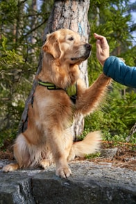 A woman petting a dog in the woods