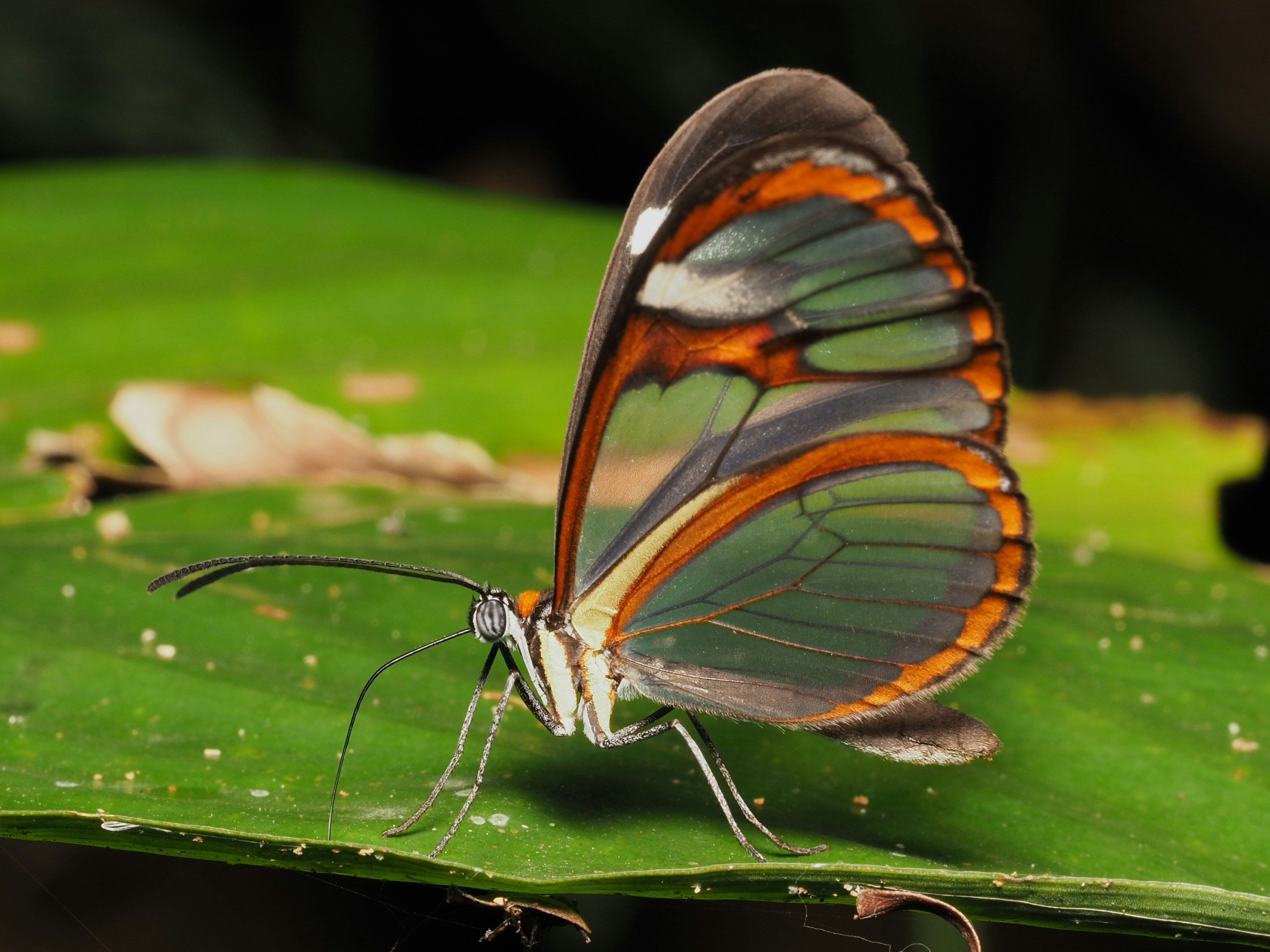 Camouflage vs. Transparency: Different Survival Approaches (image credits: unsplash)