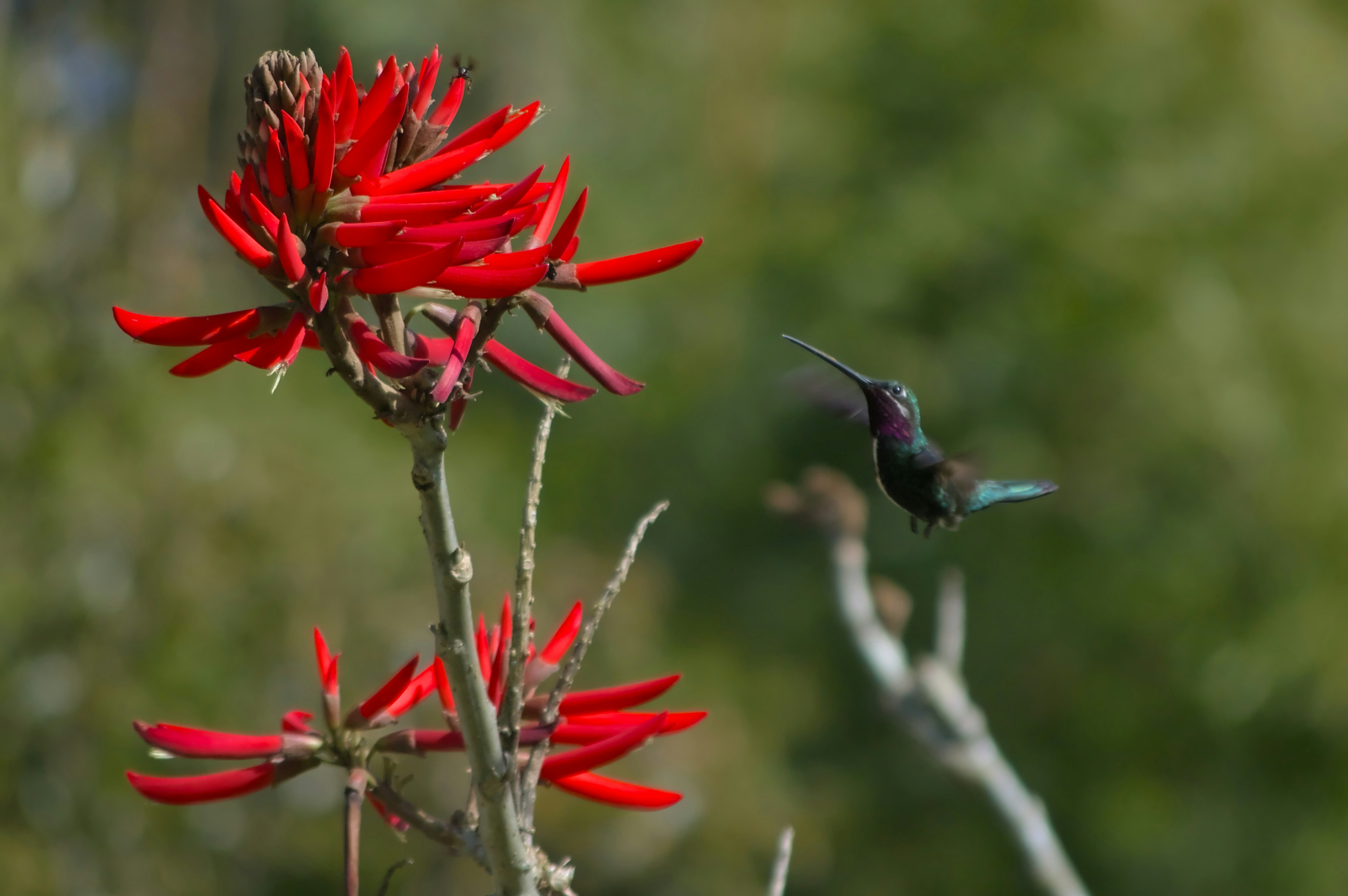 Um beija-flor voando perto de uma flor vermelha