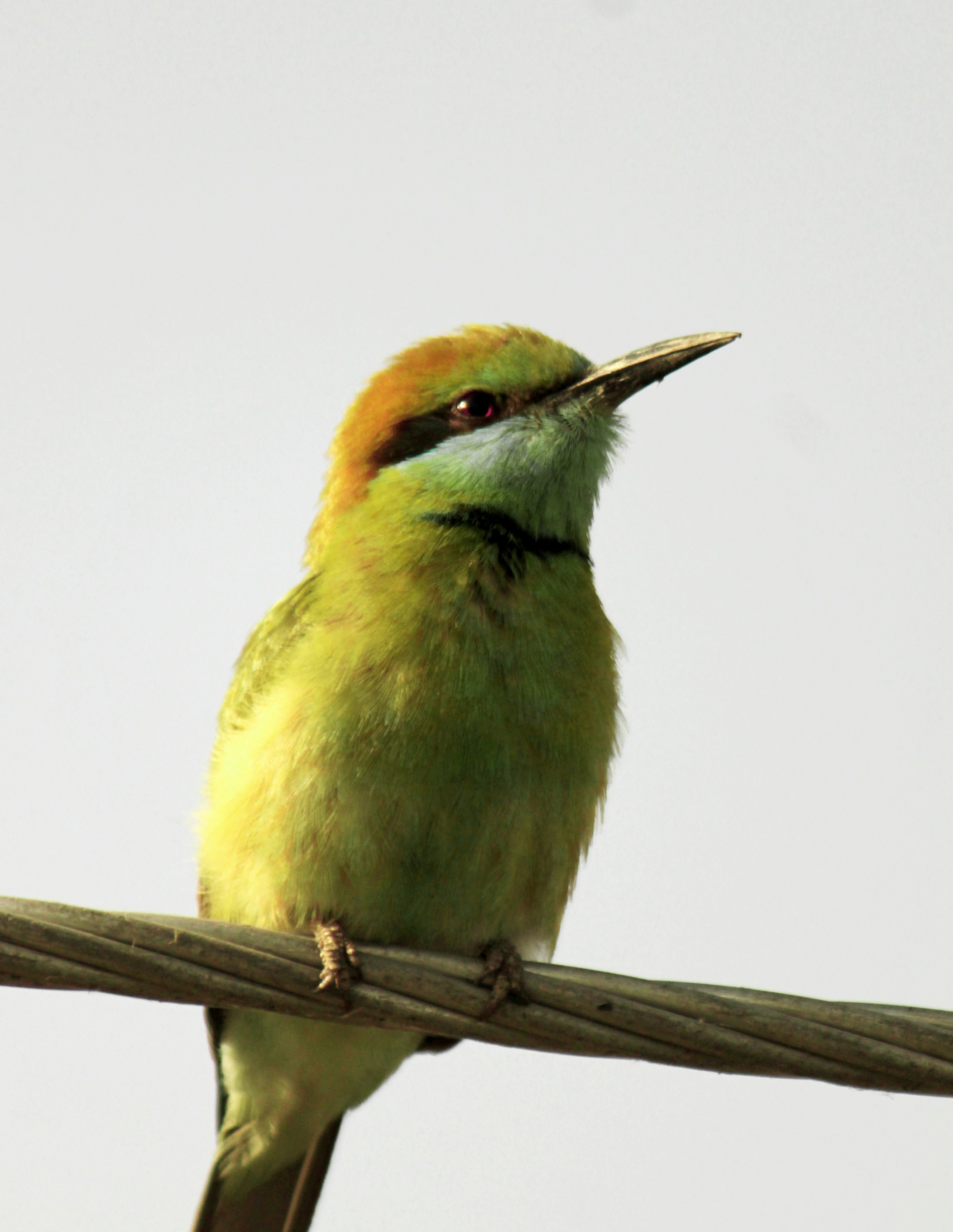 Photo by aradhya_shrivastava