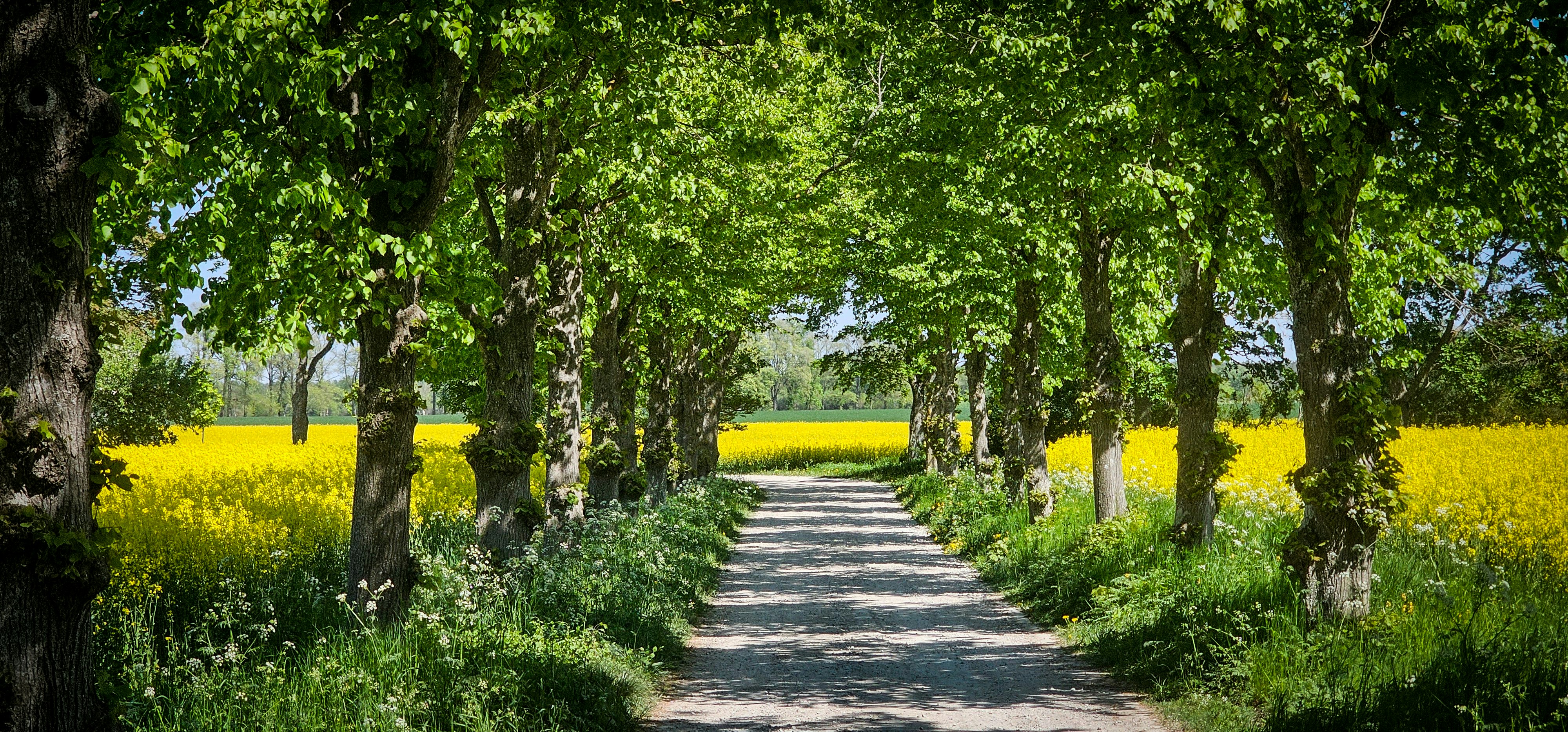 A dirt road surrounded by trees and yellow flowers