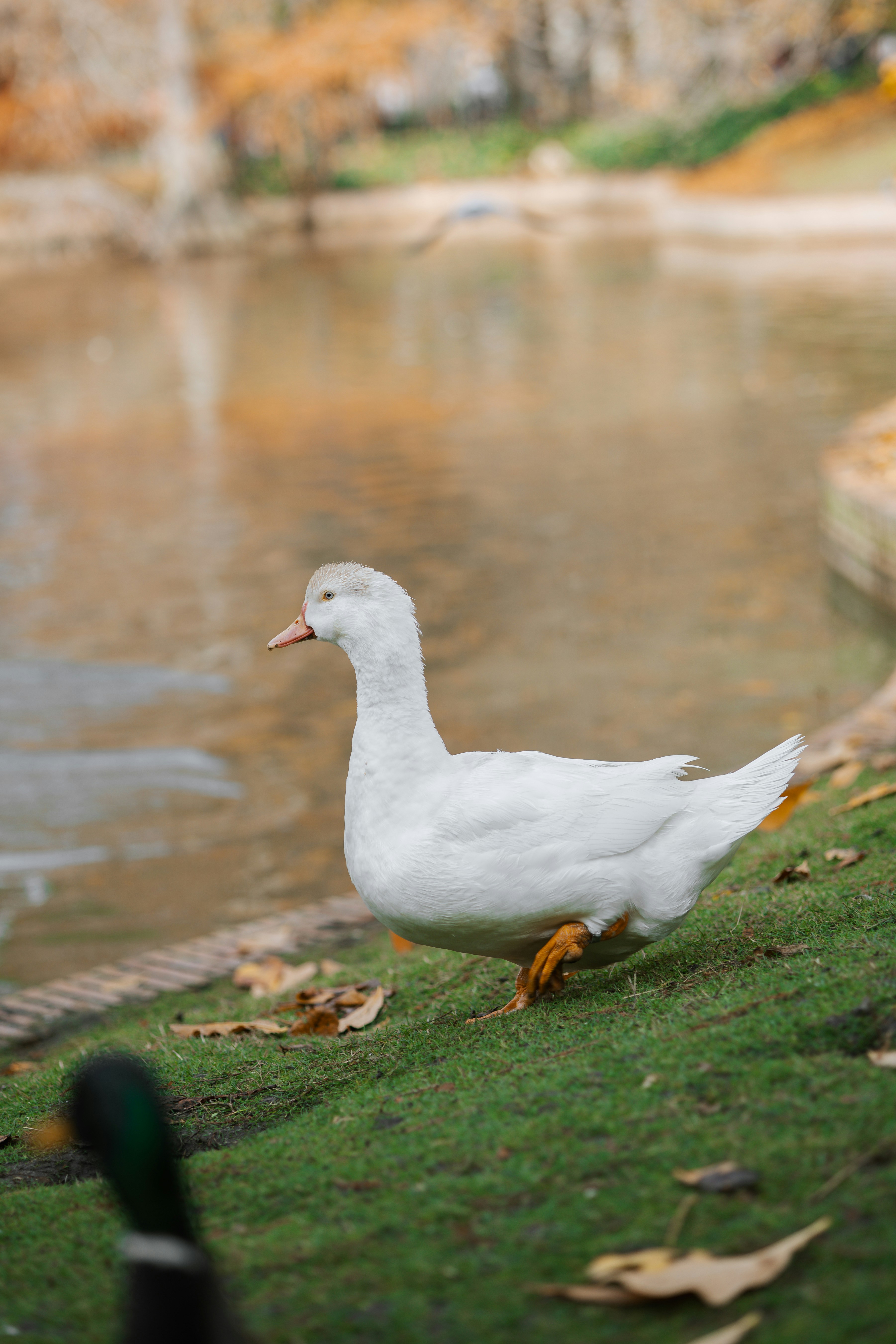 Photo by goosepicklefire