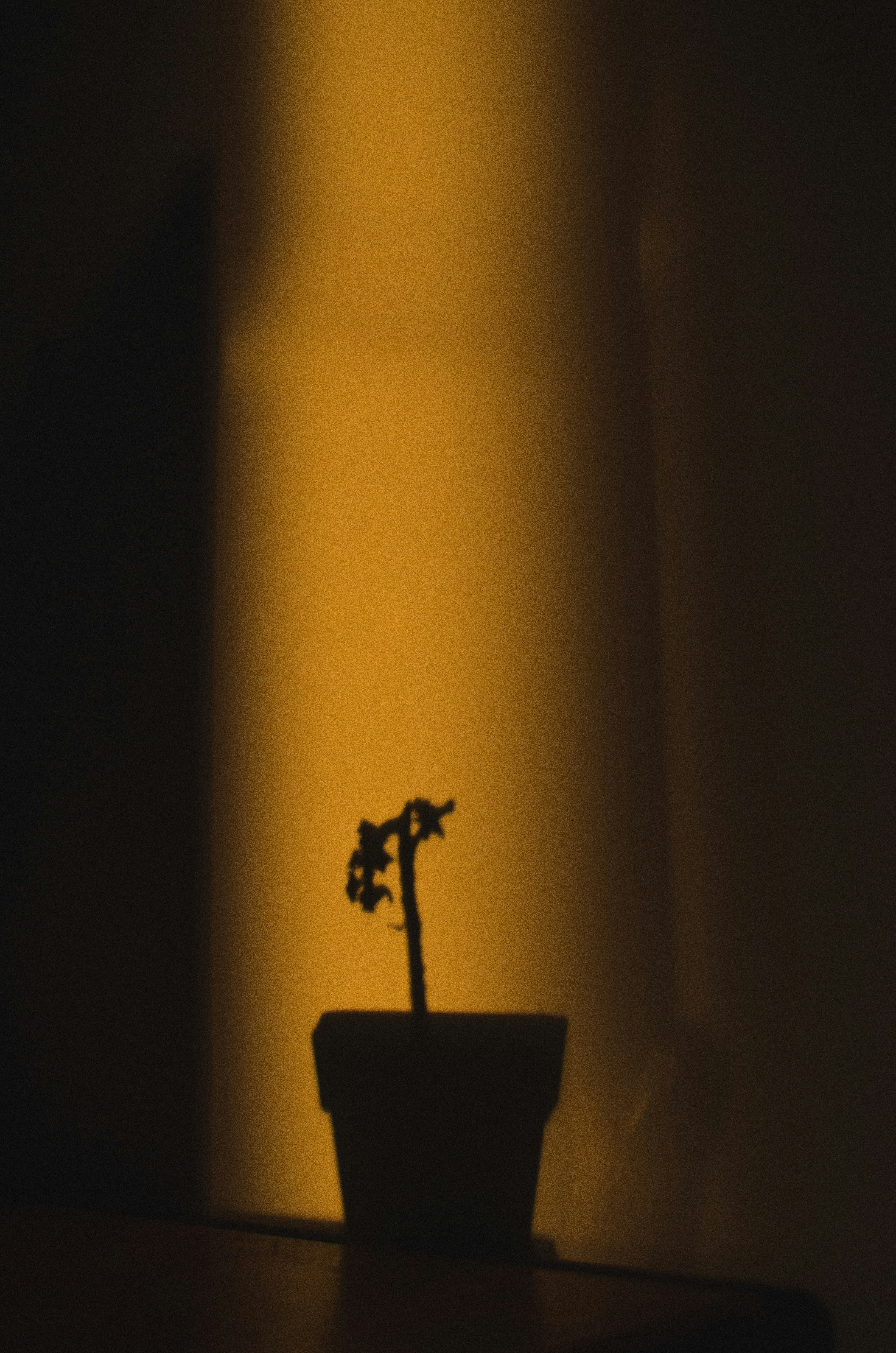 A small potted plant sitting on top of a table photo – Free Rosario ...