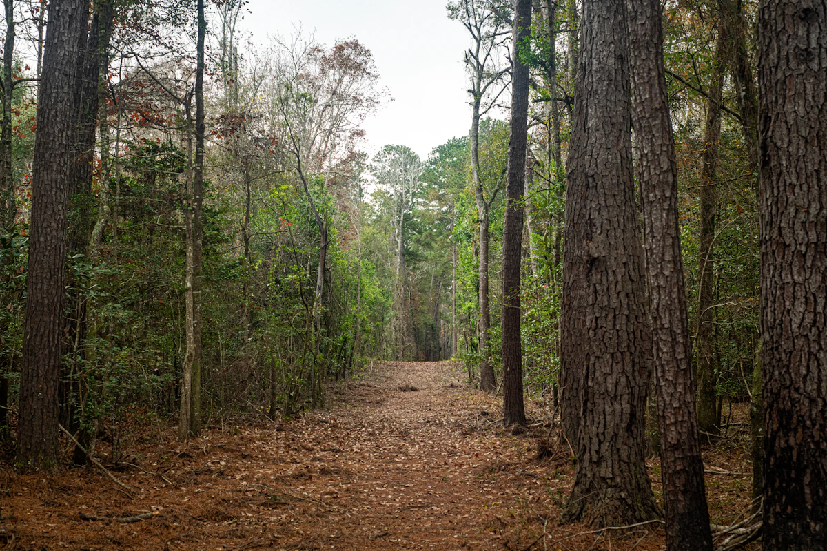 A path covered in pine needles running between tall pines and hardwoods in an East Texas forest