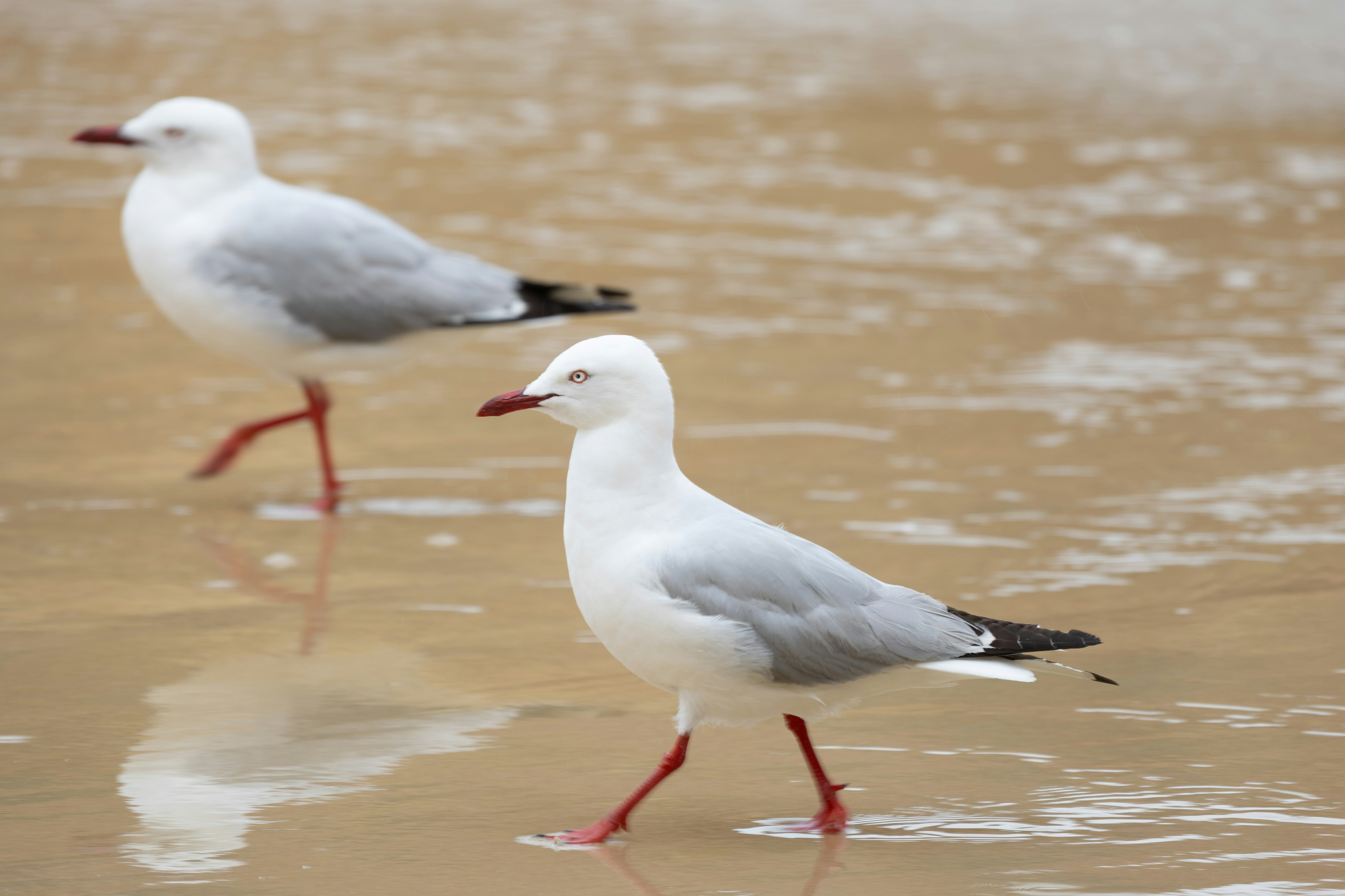Two seagulls walking on the sand of a beach