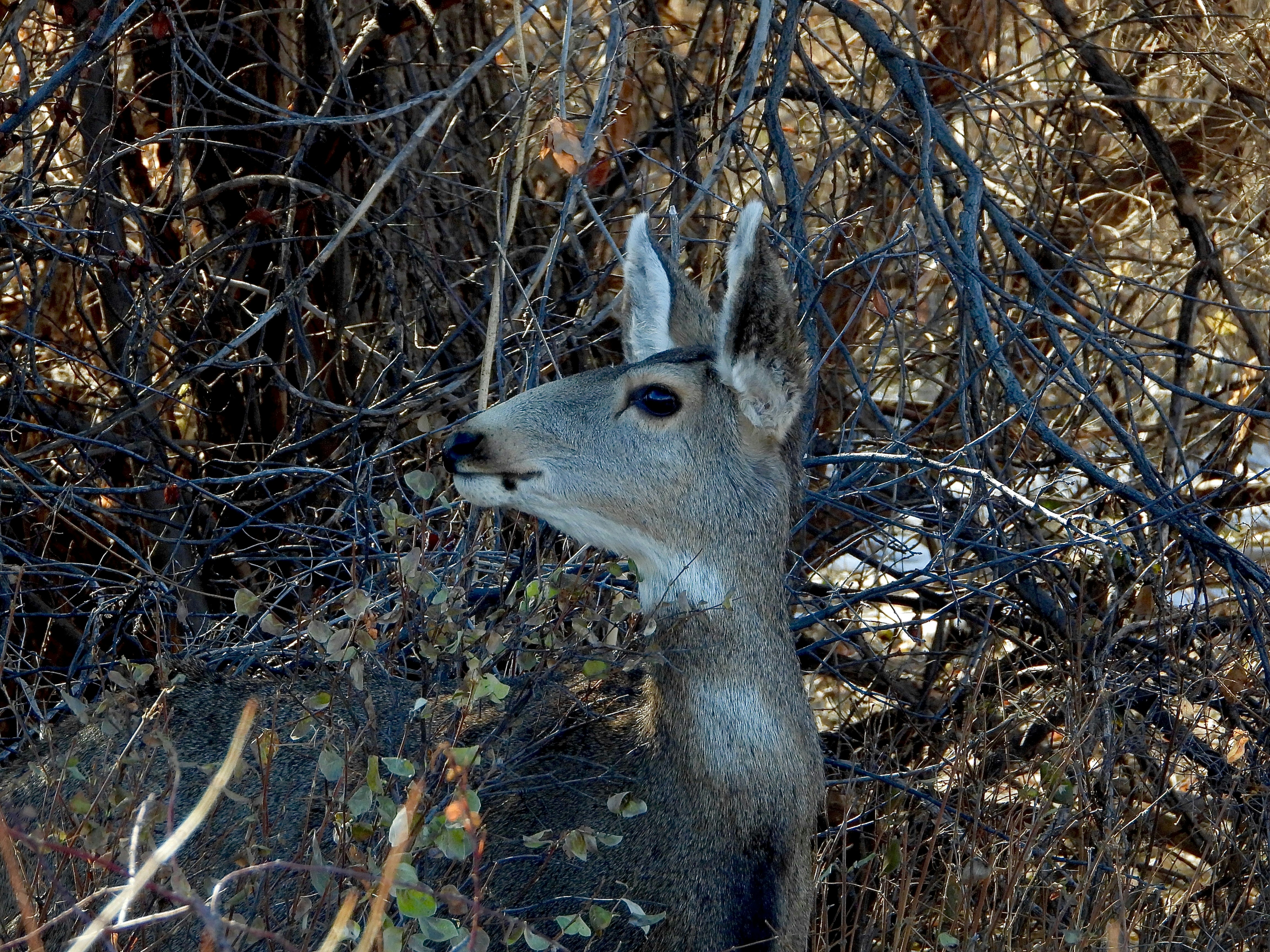 Photo by evergreene24