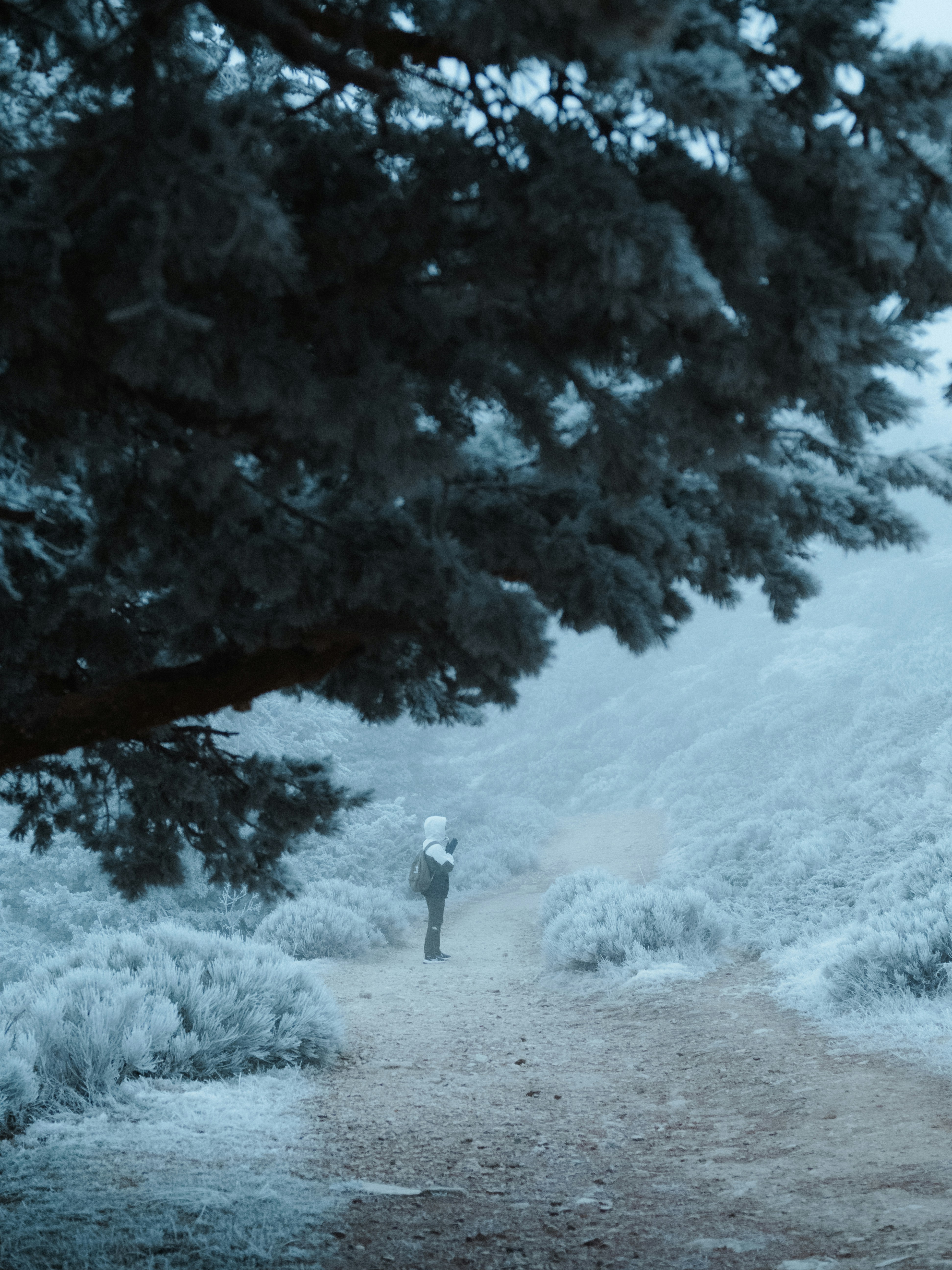 A man walking down a dirt road next to a tree
