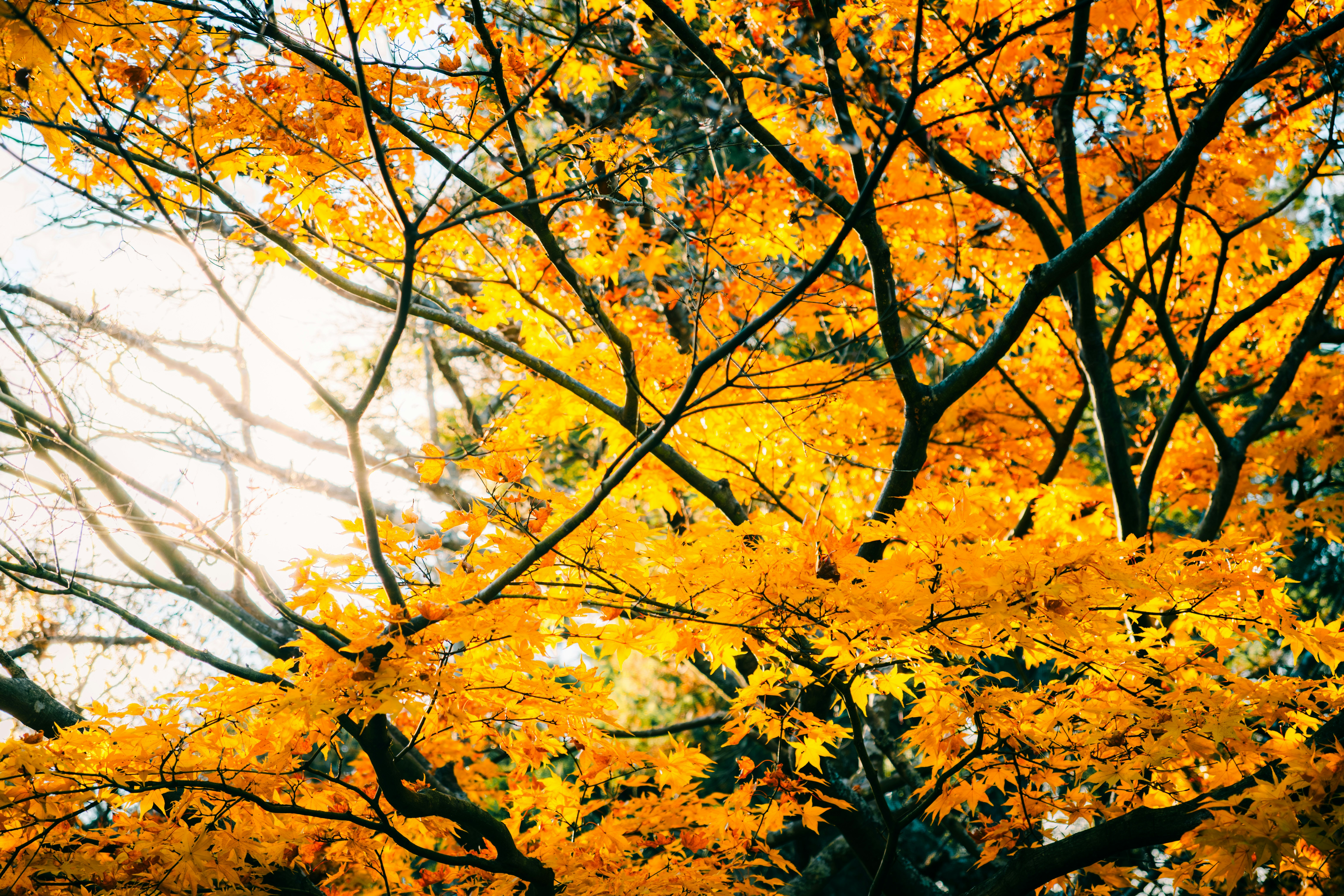 A tree with yellow leaves in the fall