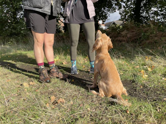 A man and a woman standing next to a brown dog