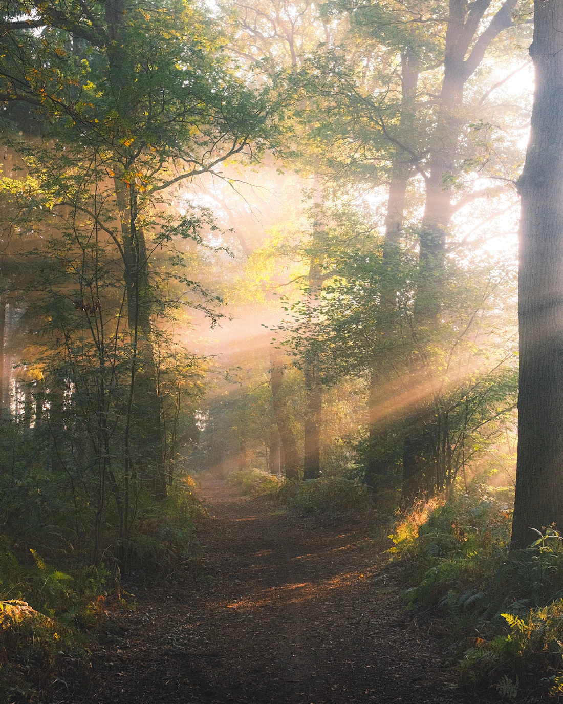 Warm sunlight falling across a peaceful woodland path