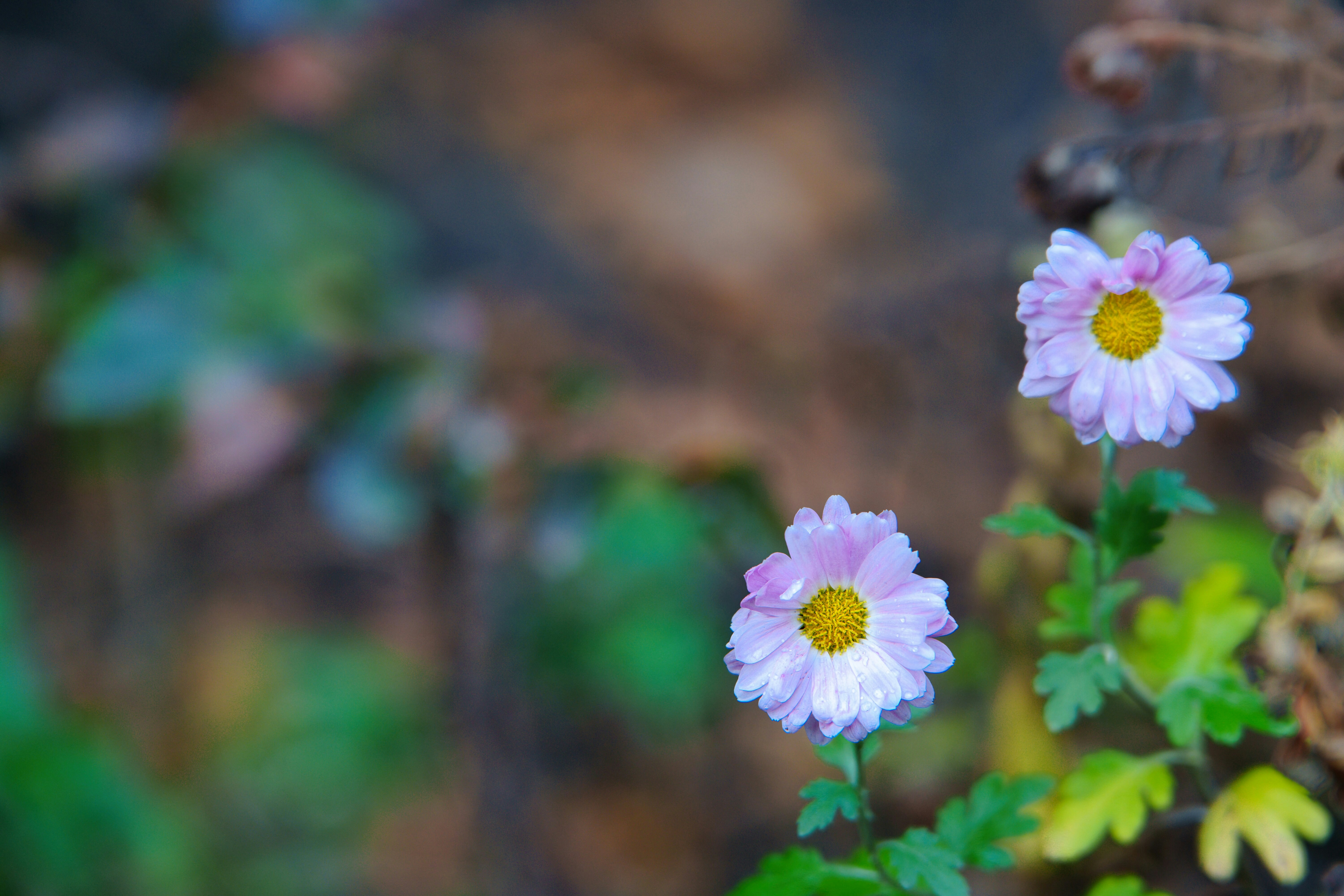 Photo by haiku_ted