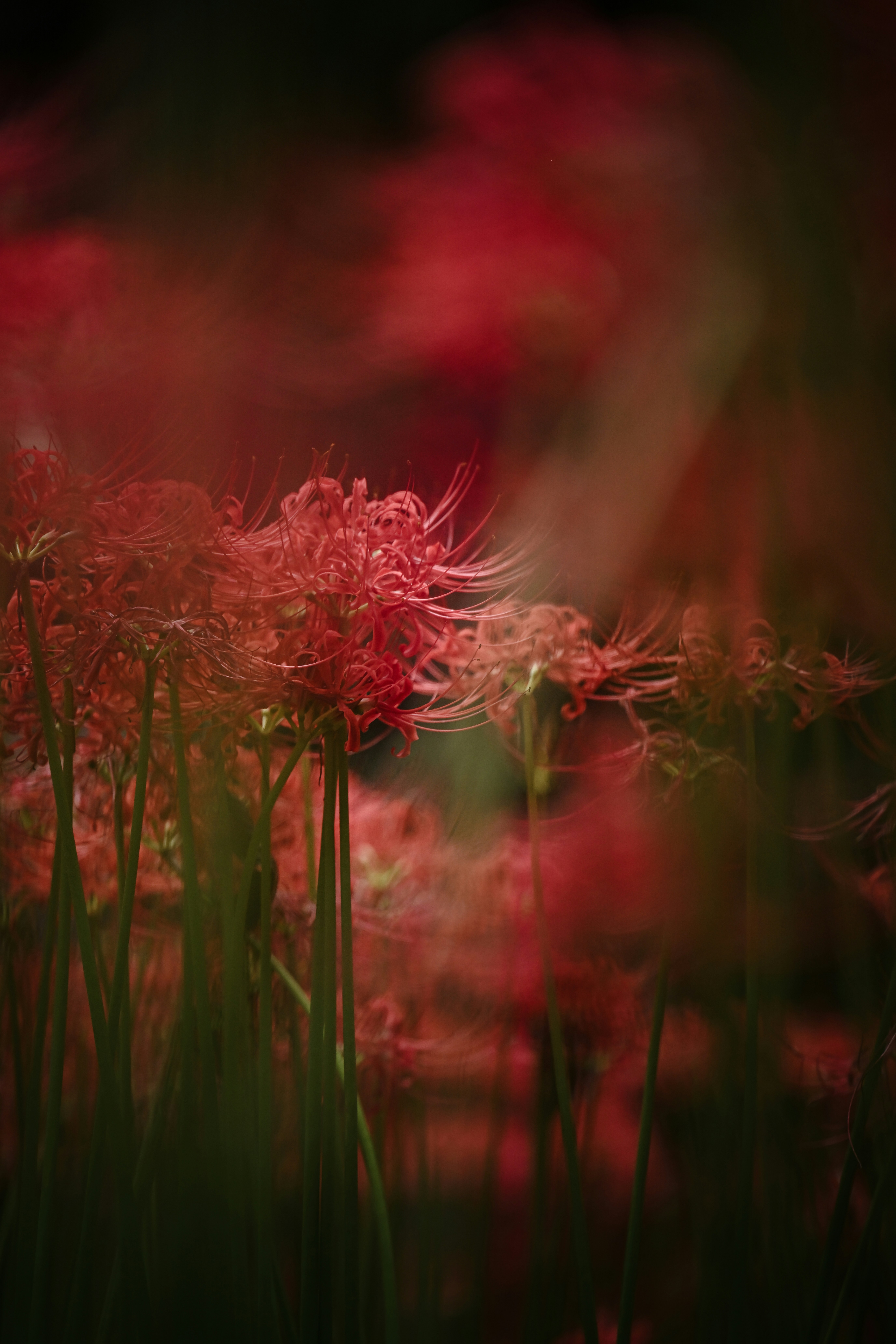 Photo by blue_hamberts