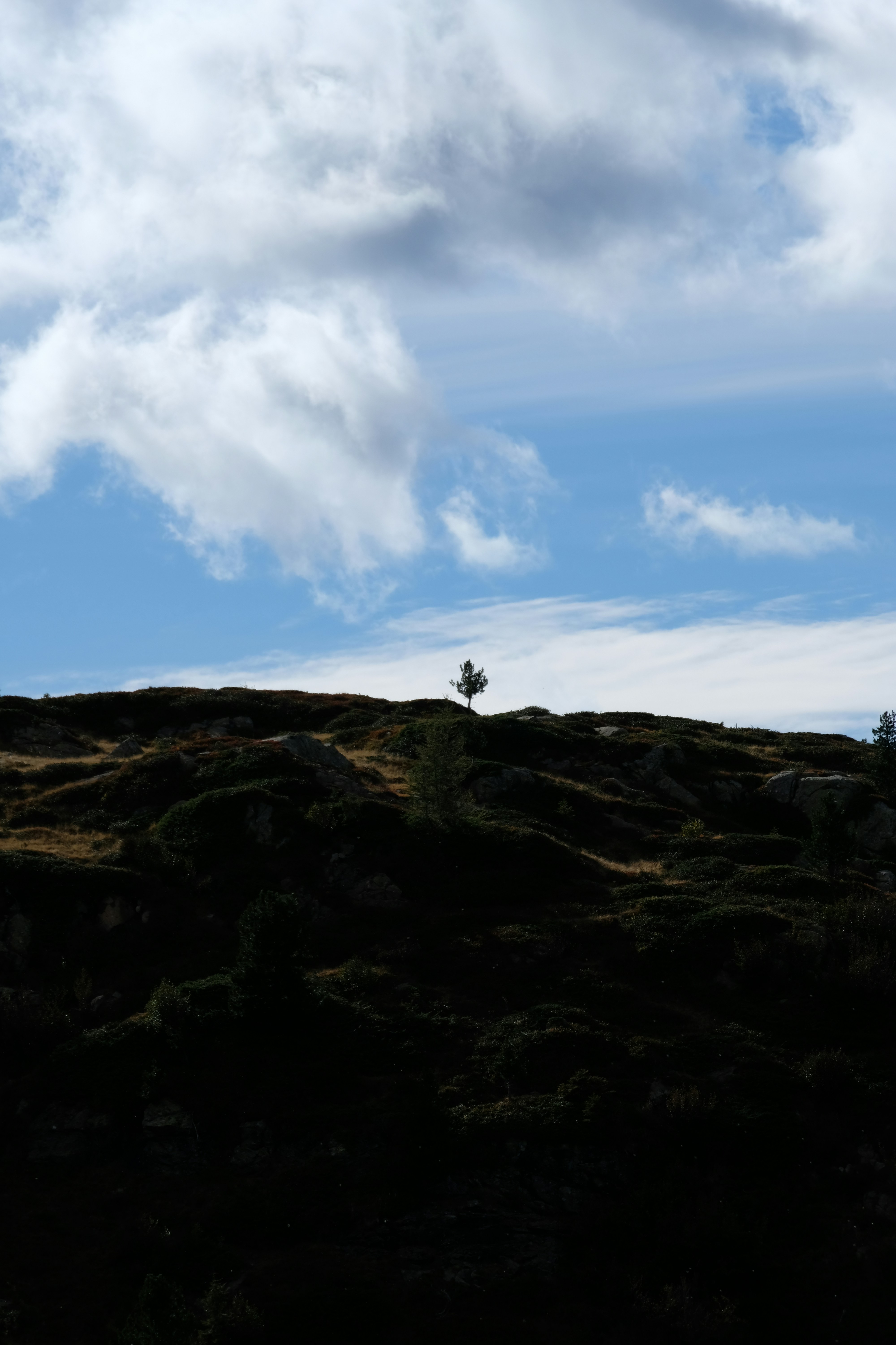 A lone tree on a hill under a cloudy sky