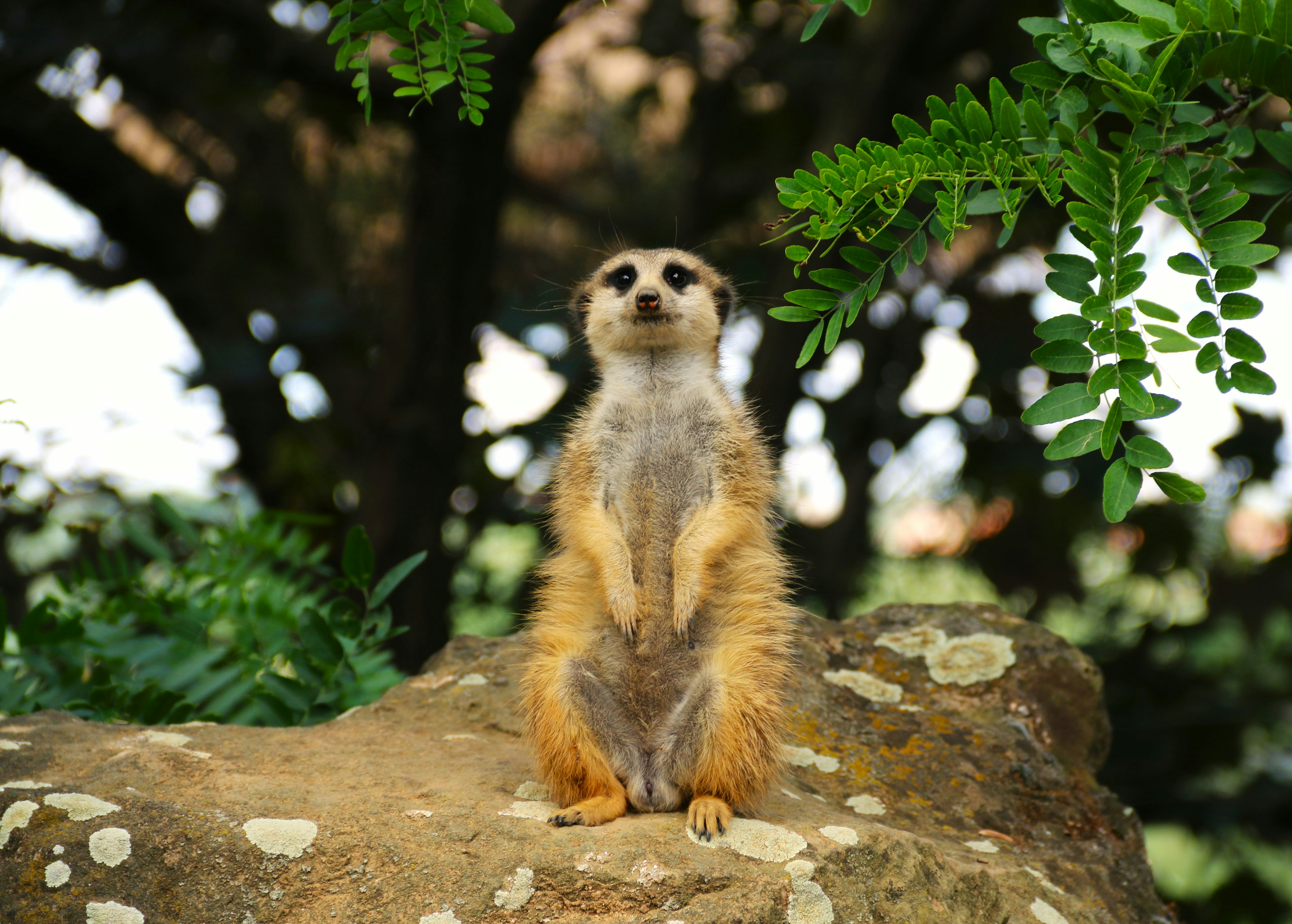 Un suricate assis au sommet d’un rocher