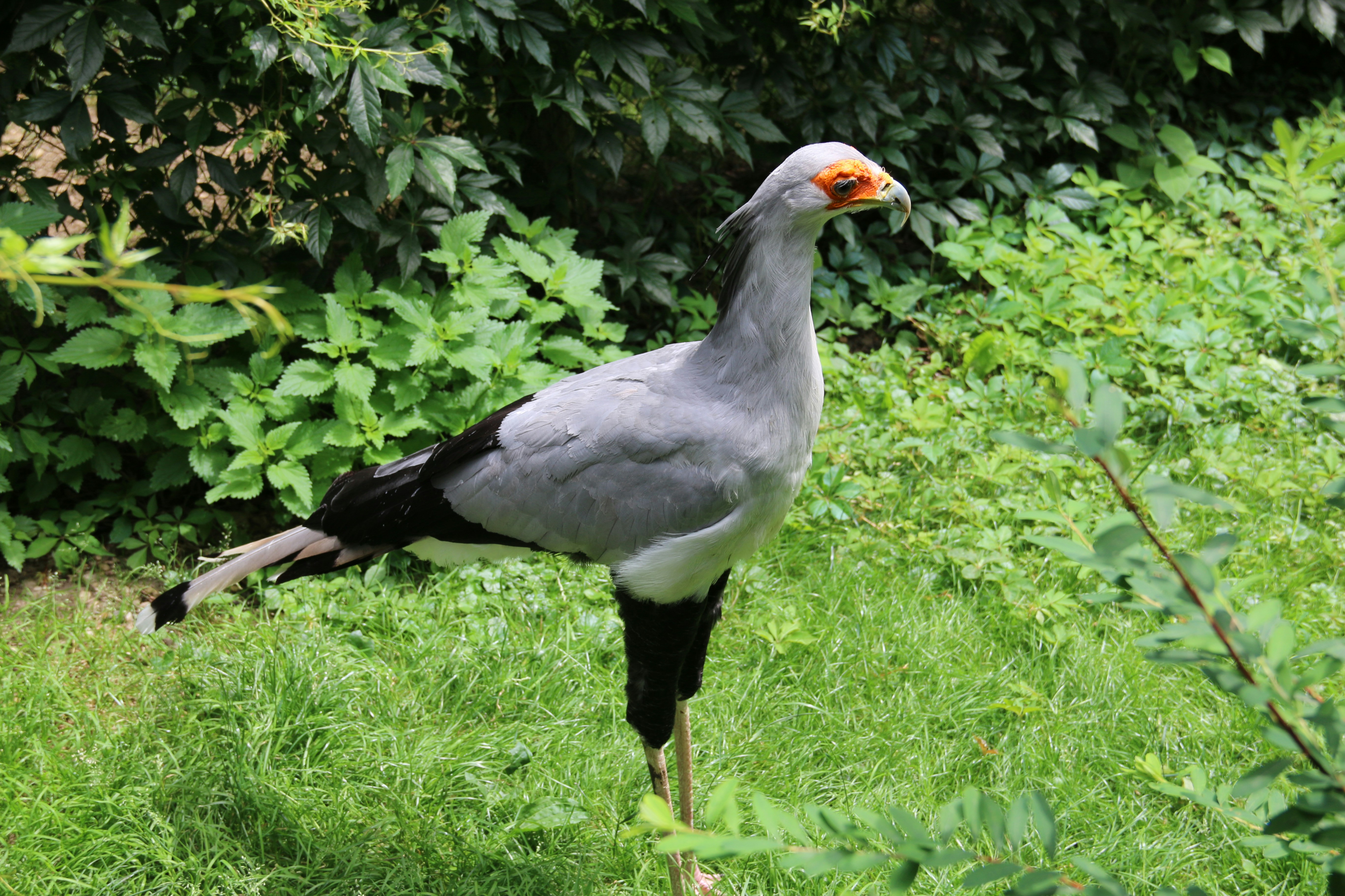 Un oiseau gris et noir debout sur un champ verdoyant