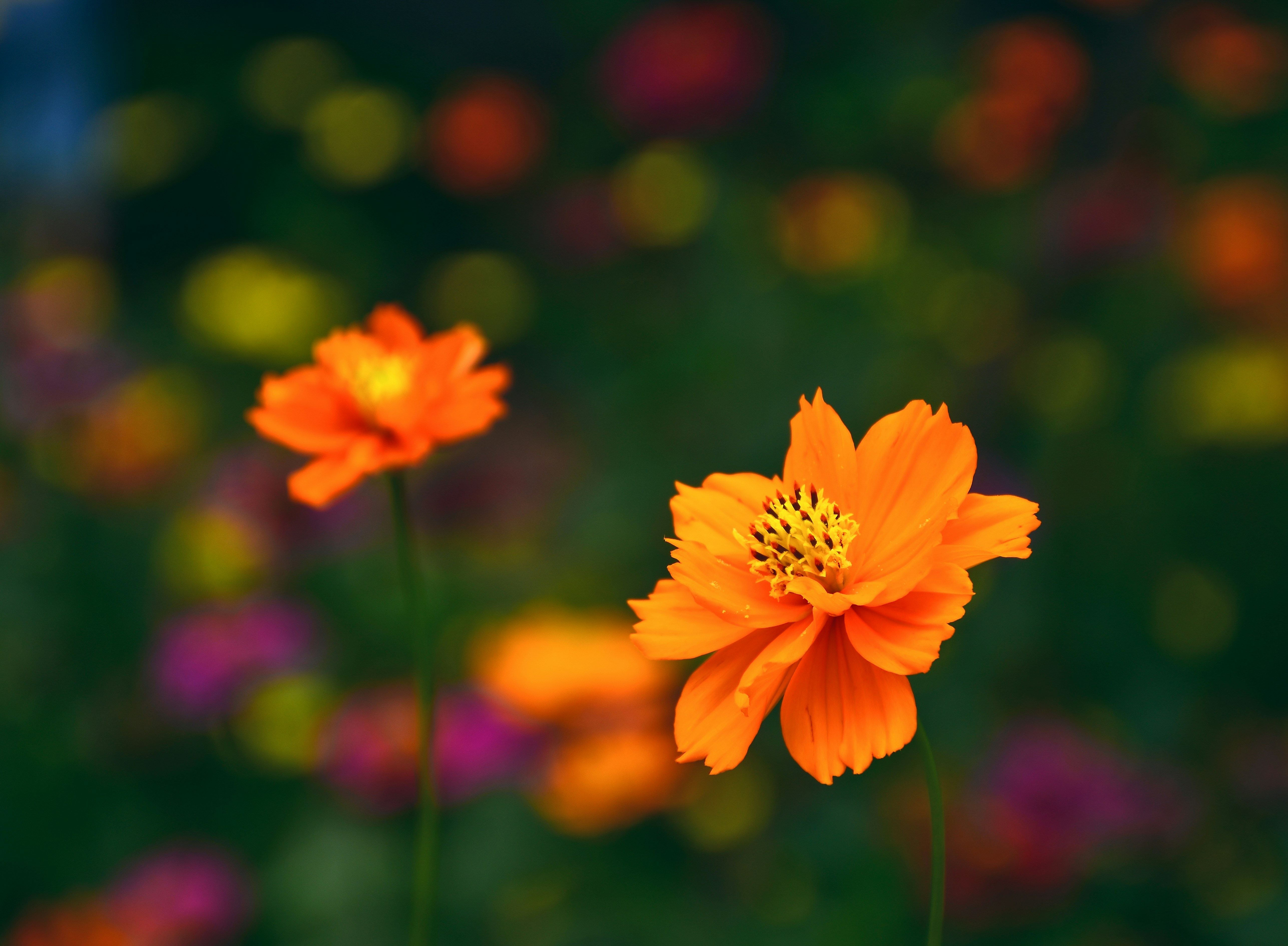 Photo by trunghung0106